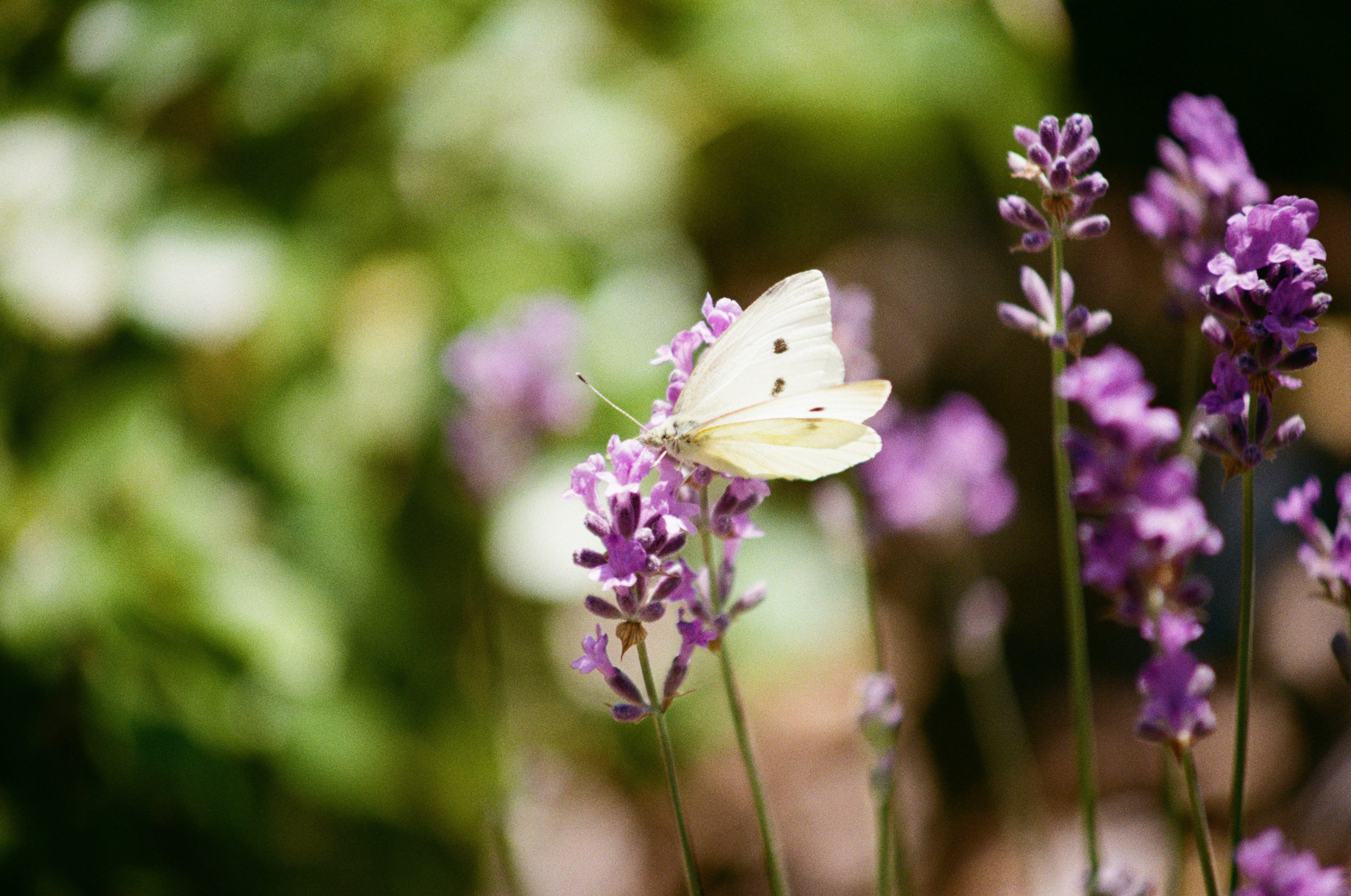 Photo by bernhardbar