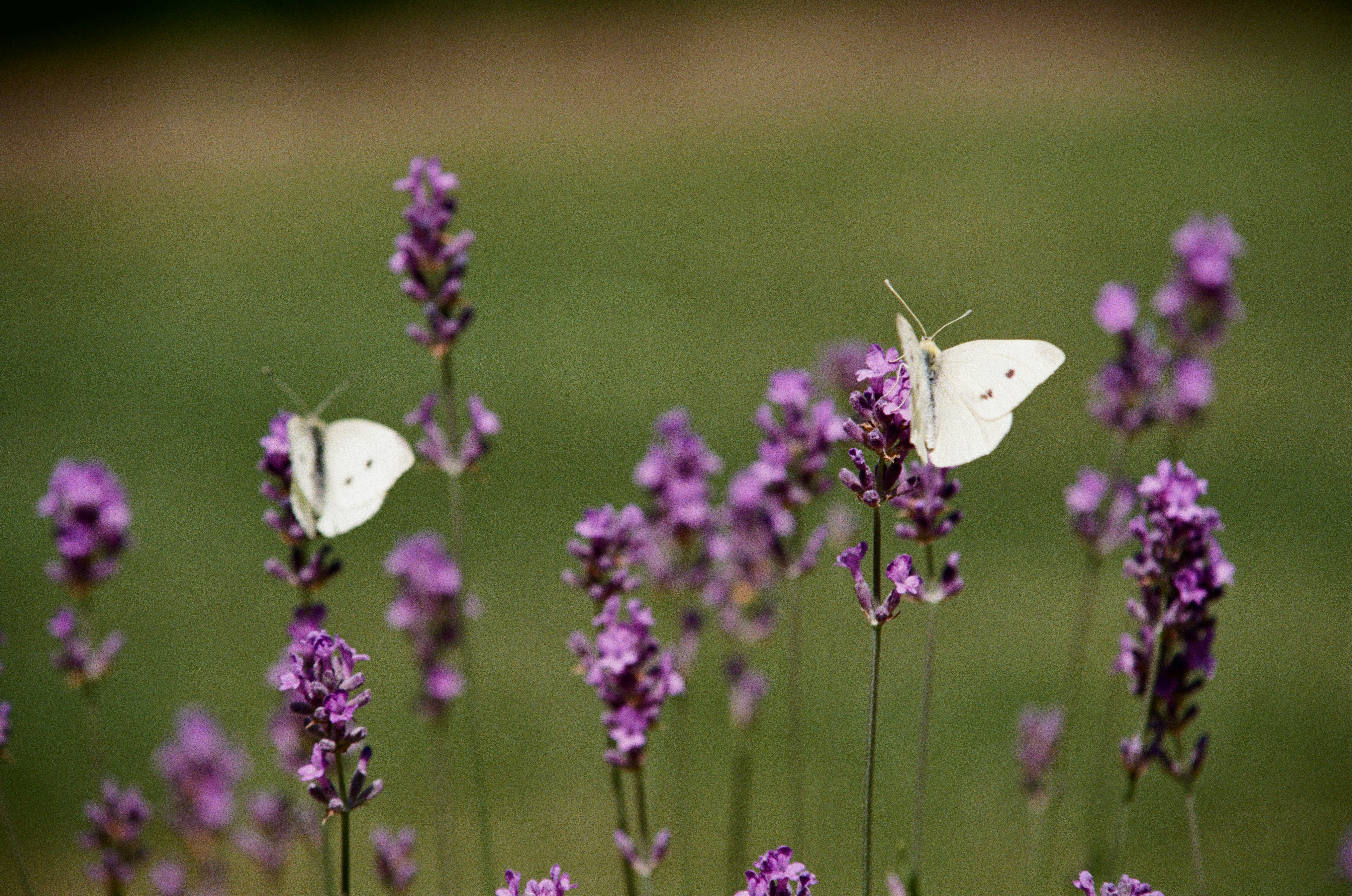 Photo by bernhardbar