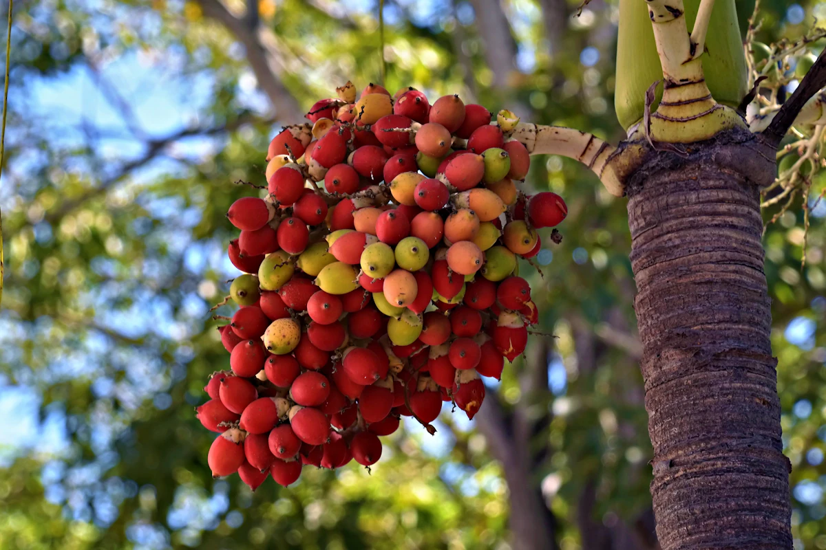 Arecanut Supari Farming India — Betel Nut Karnataka Koleroga Paan Encyclopedia