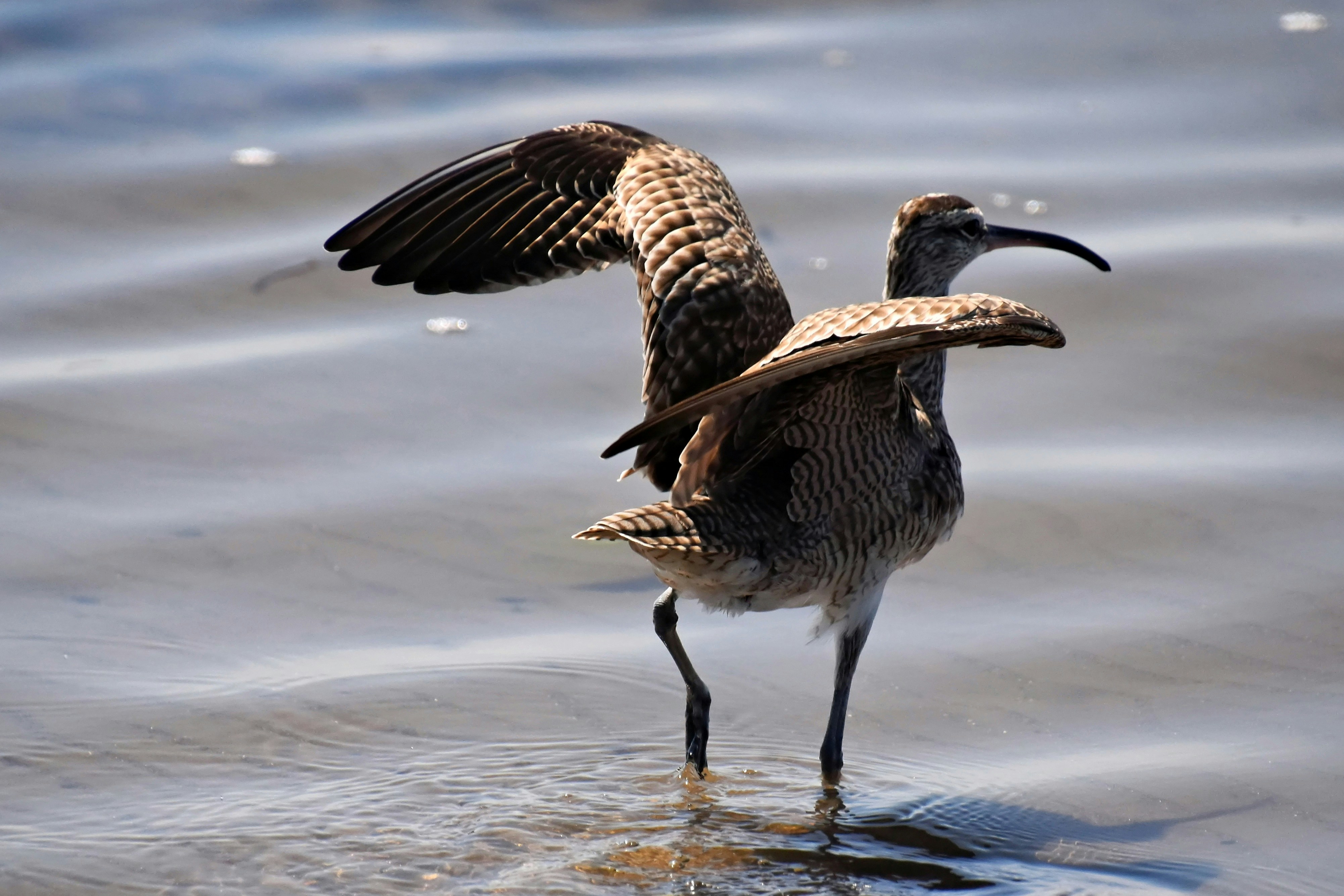 A bird with wings spread stands in shallow water.