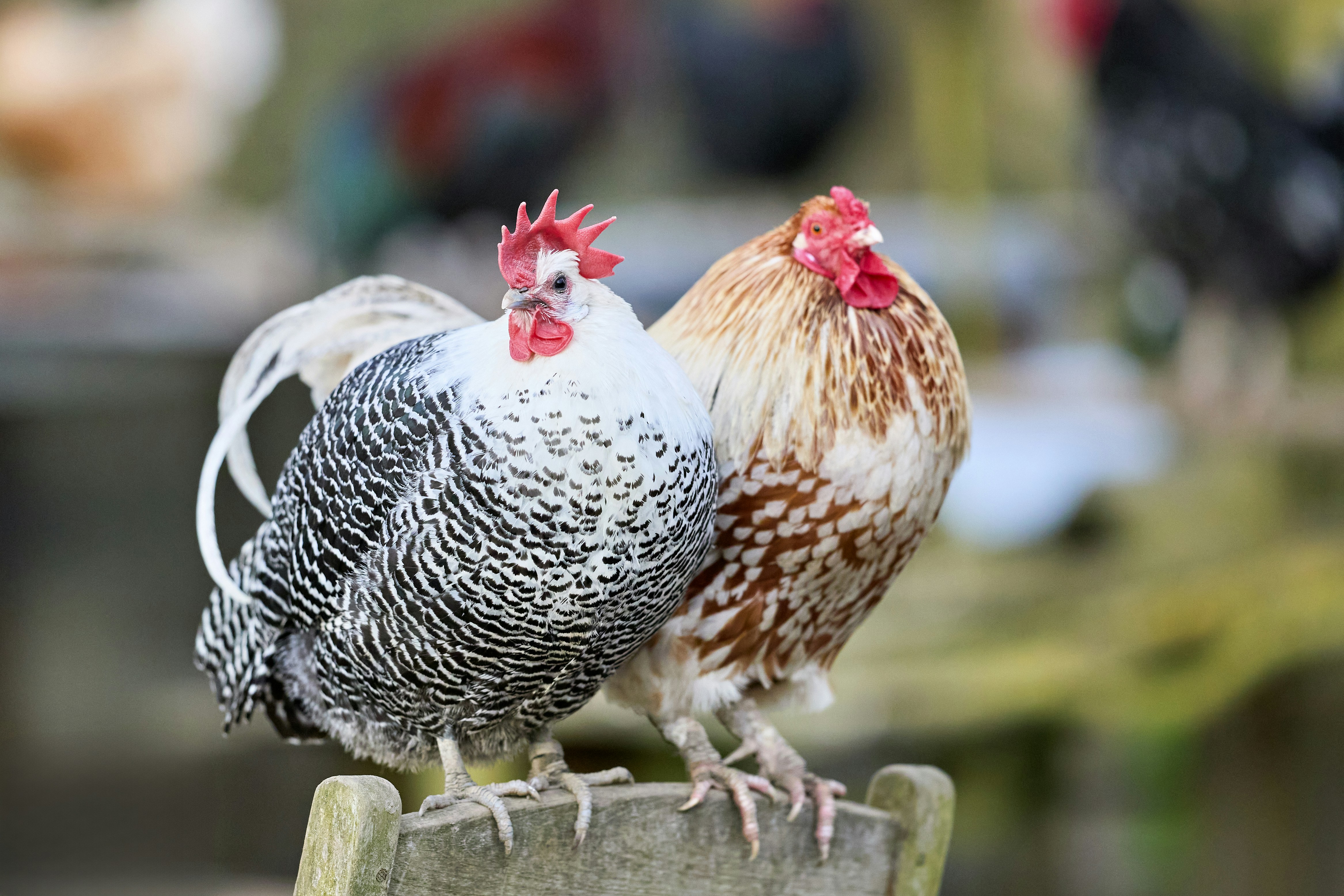 Photo by erwinbosman