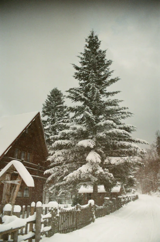 Snow-covered trees and wooden house during snowfall.