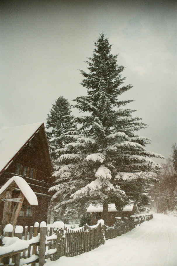 Snow-covered trees and wooden house during snowfall.