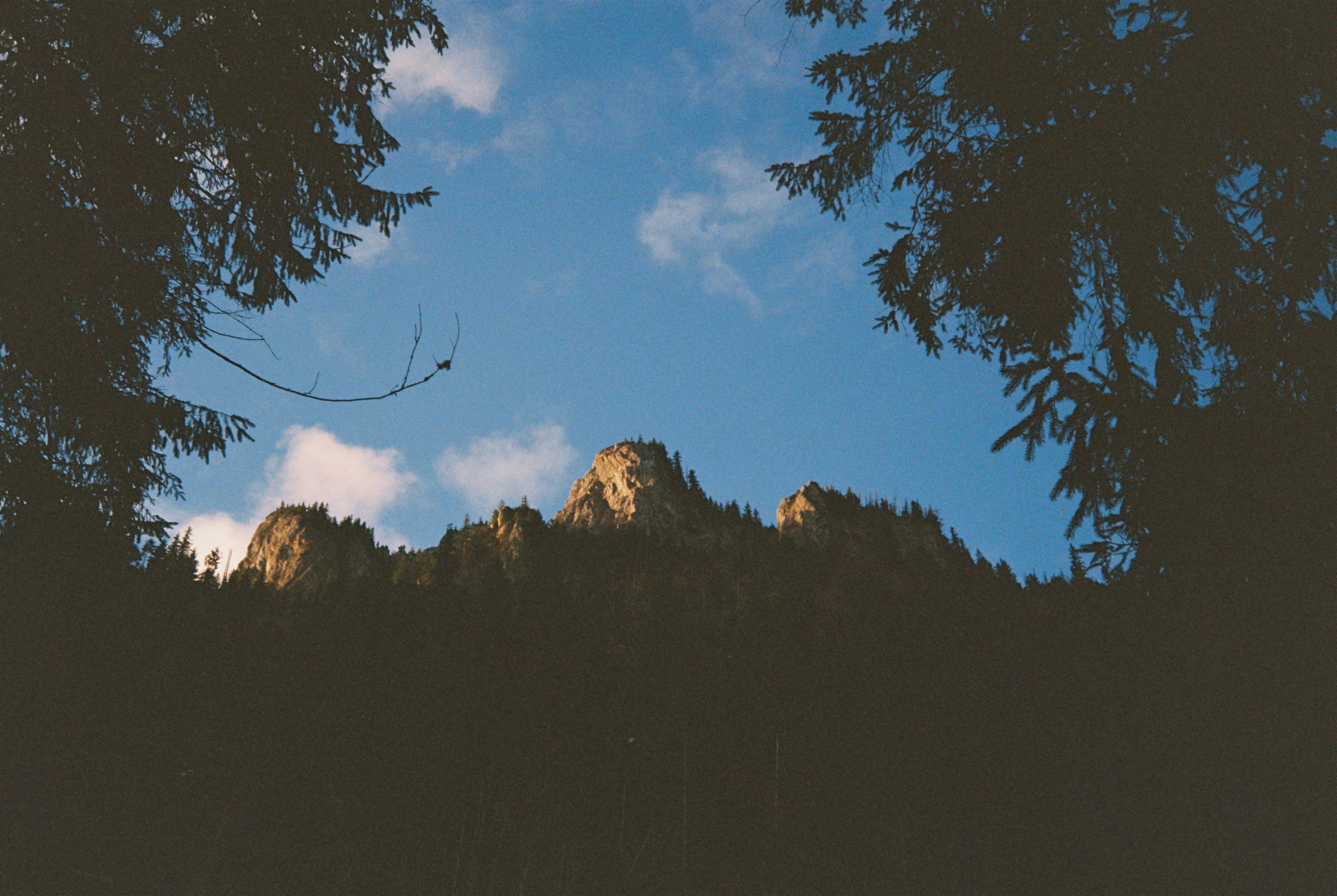 Rocky mountain peaks seen through dark pine trees