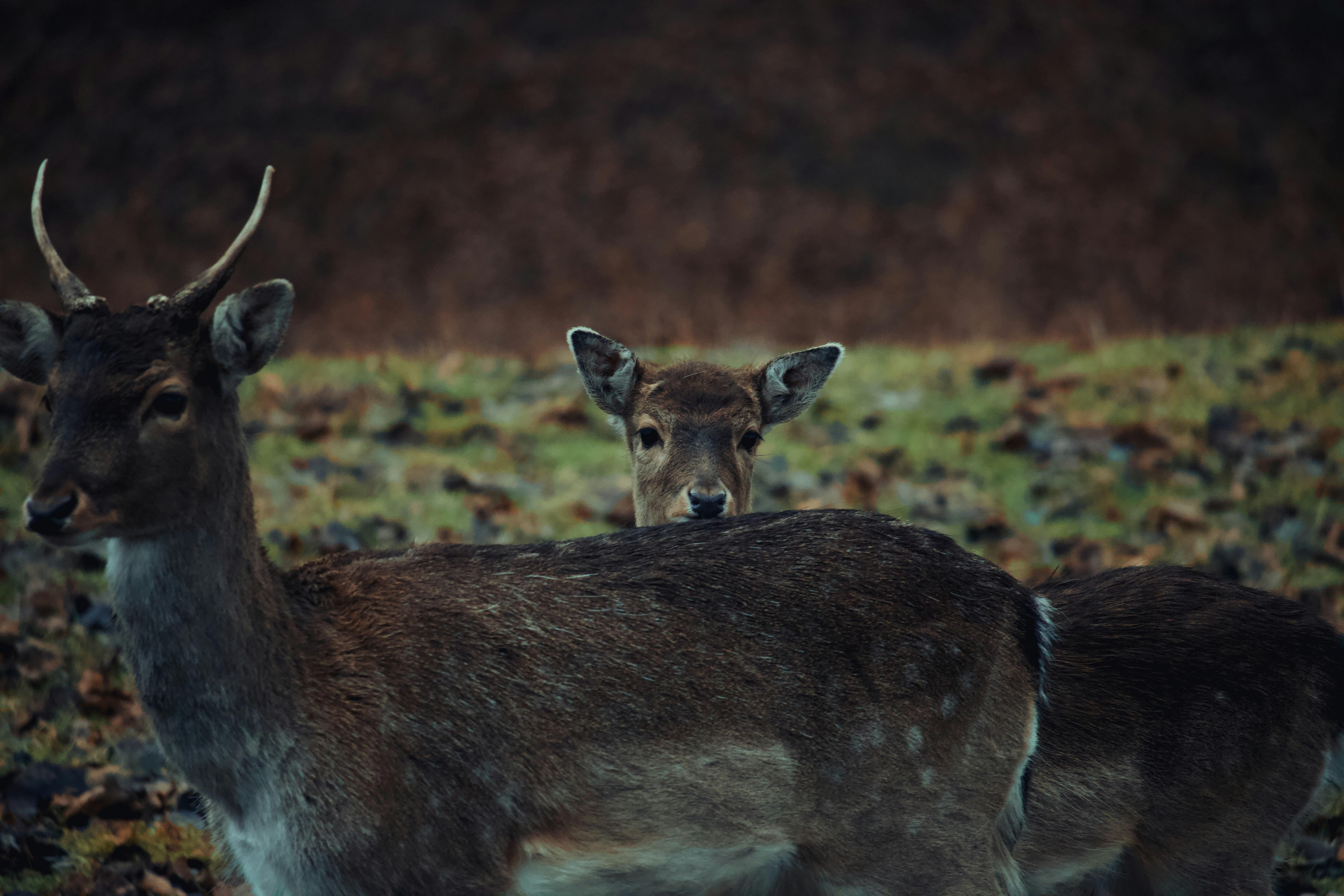 Photo by sveneisenschmidt