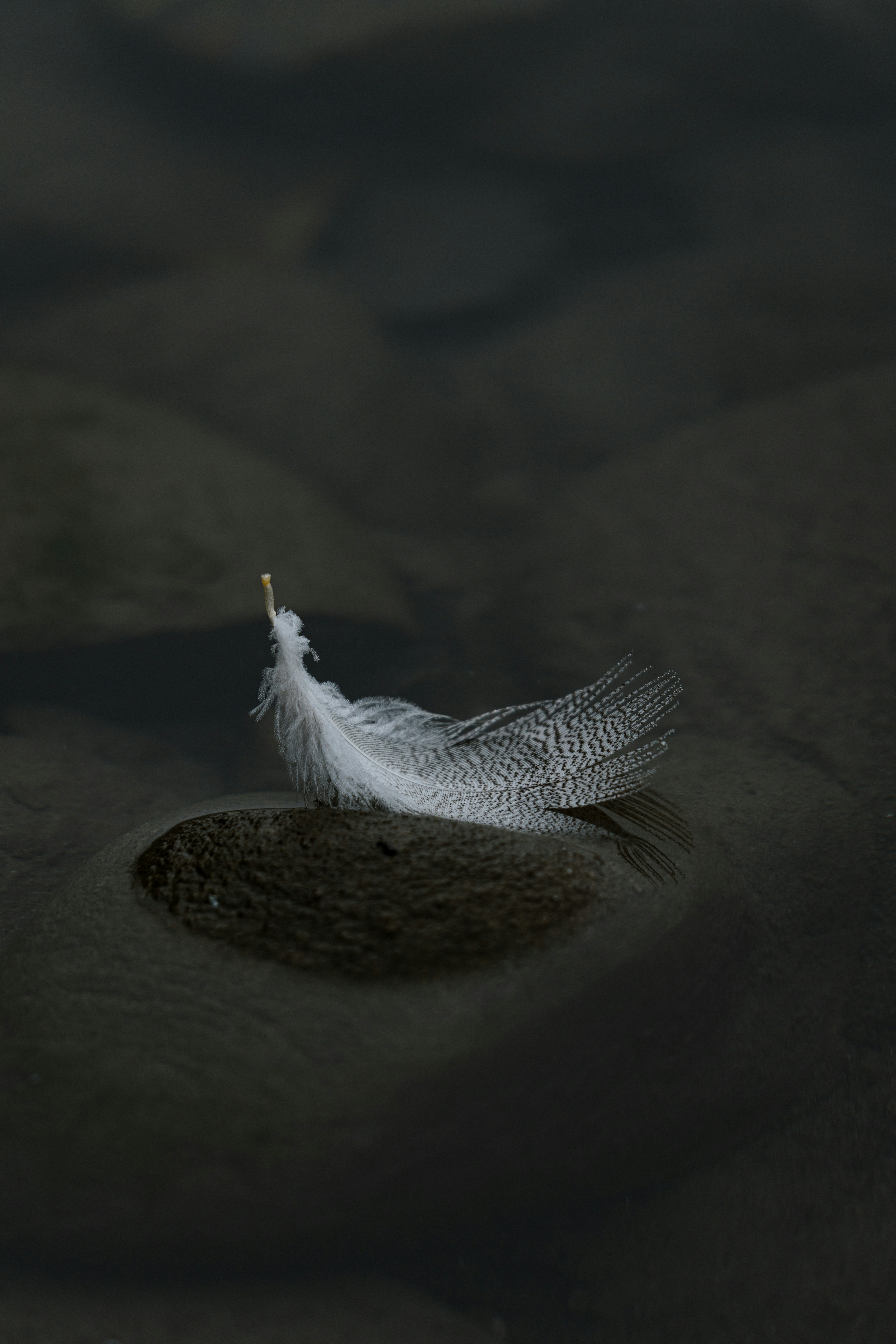 A white feather rests on dark wet sand.