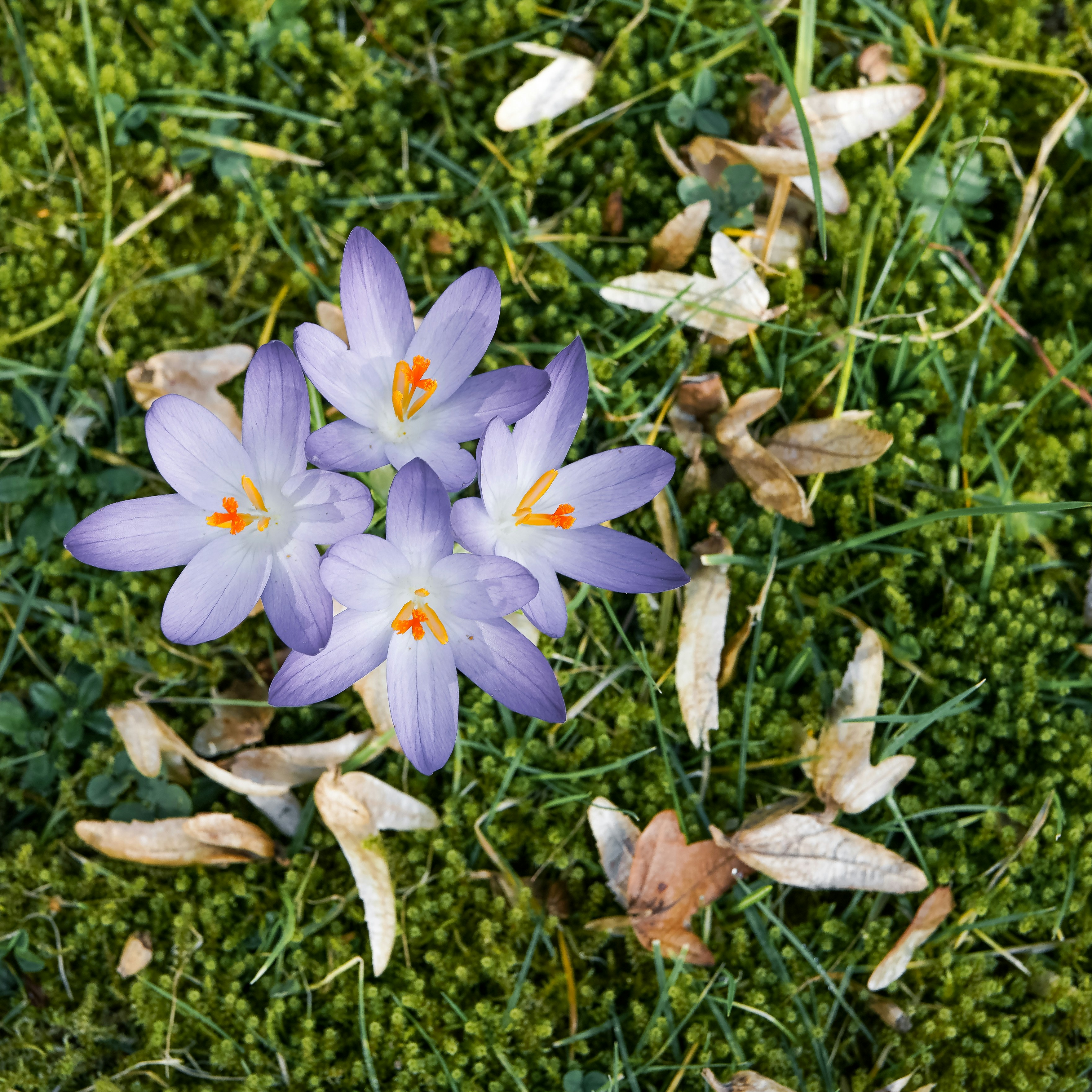 Lila Krokusse blühen auf moosbedecktem Boden.
