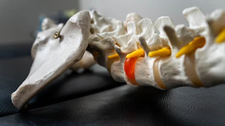 Close-up of a human spine model with red disc