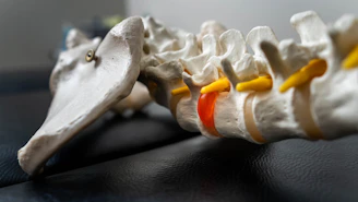 Close-up of a human spine model with red disc