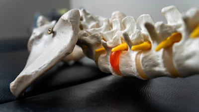 Close-up of a human spine model with red disc