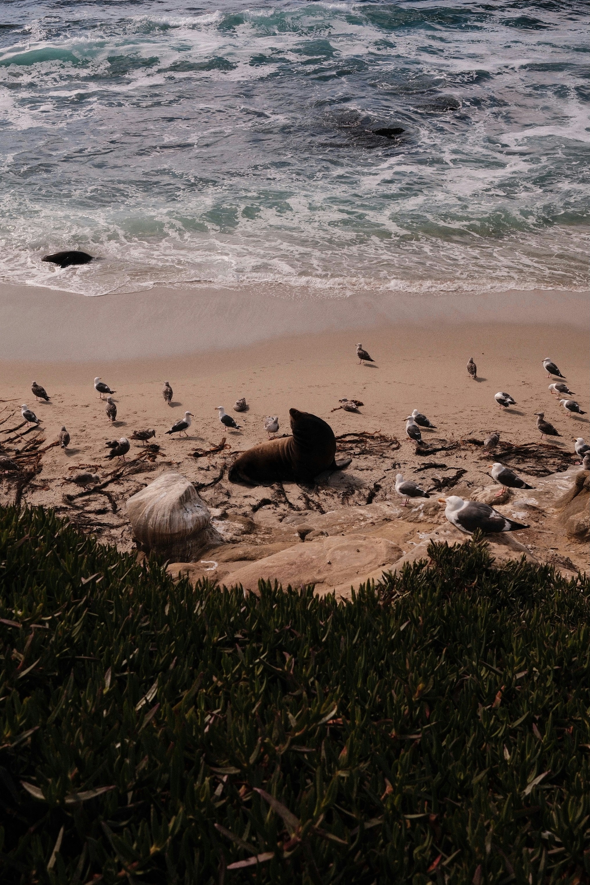 A sea lion rests on a sandy beach with seagulls.