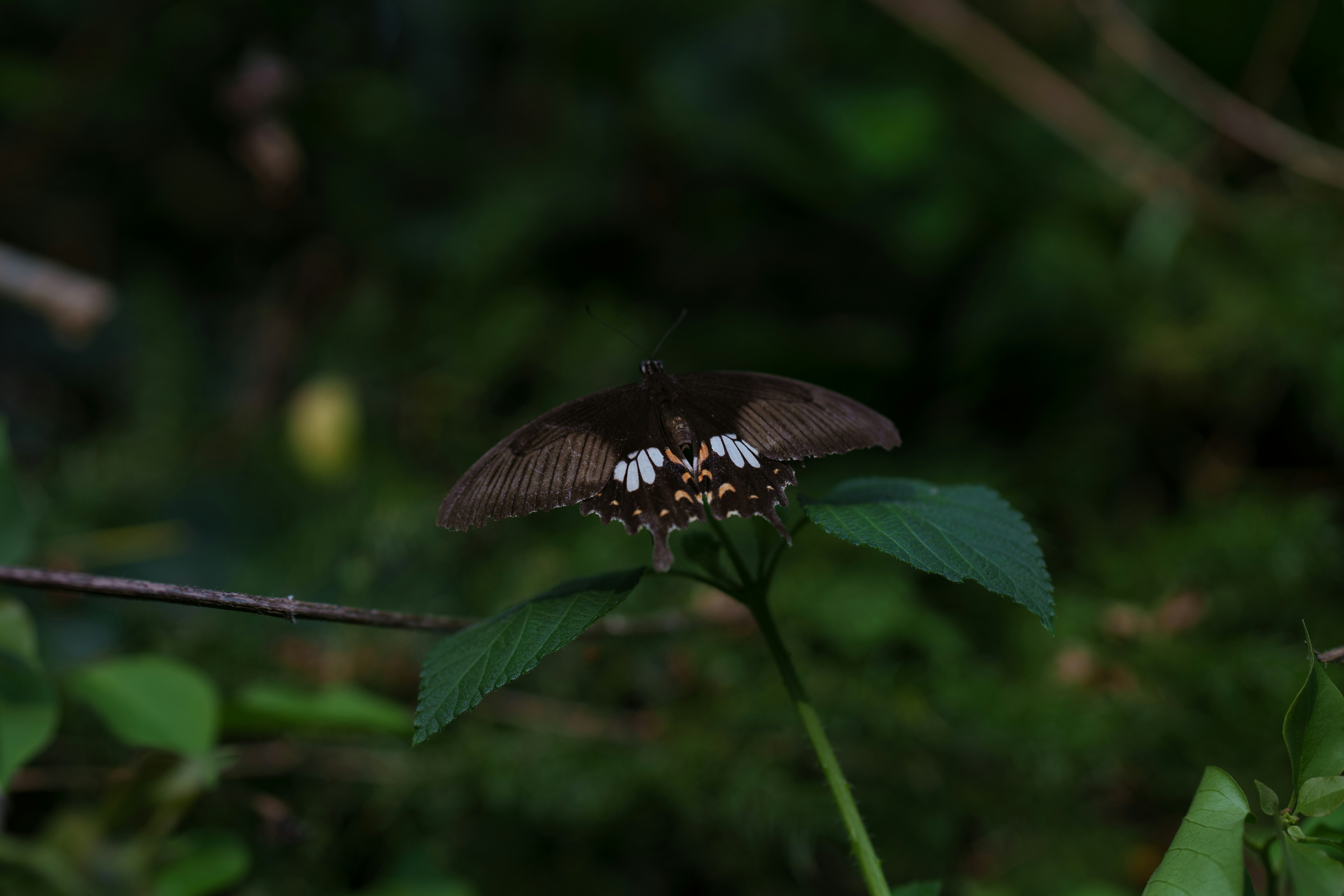 Ein dunkler Schmetterling mit weißen Flecken ruht auf einem Blatt.