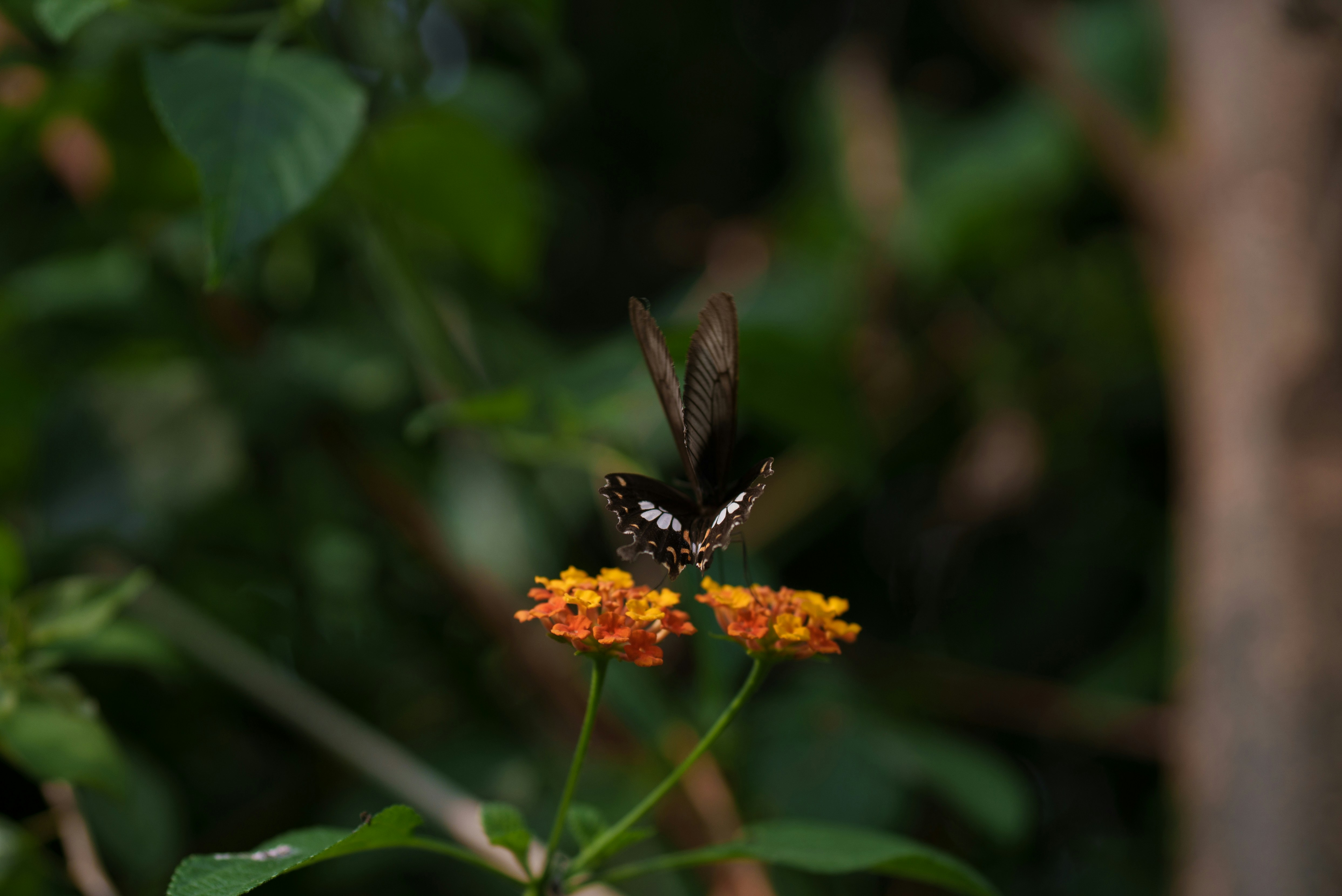 Photo by viditgoswami