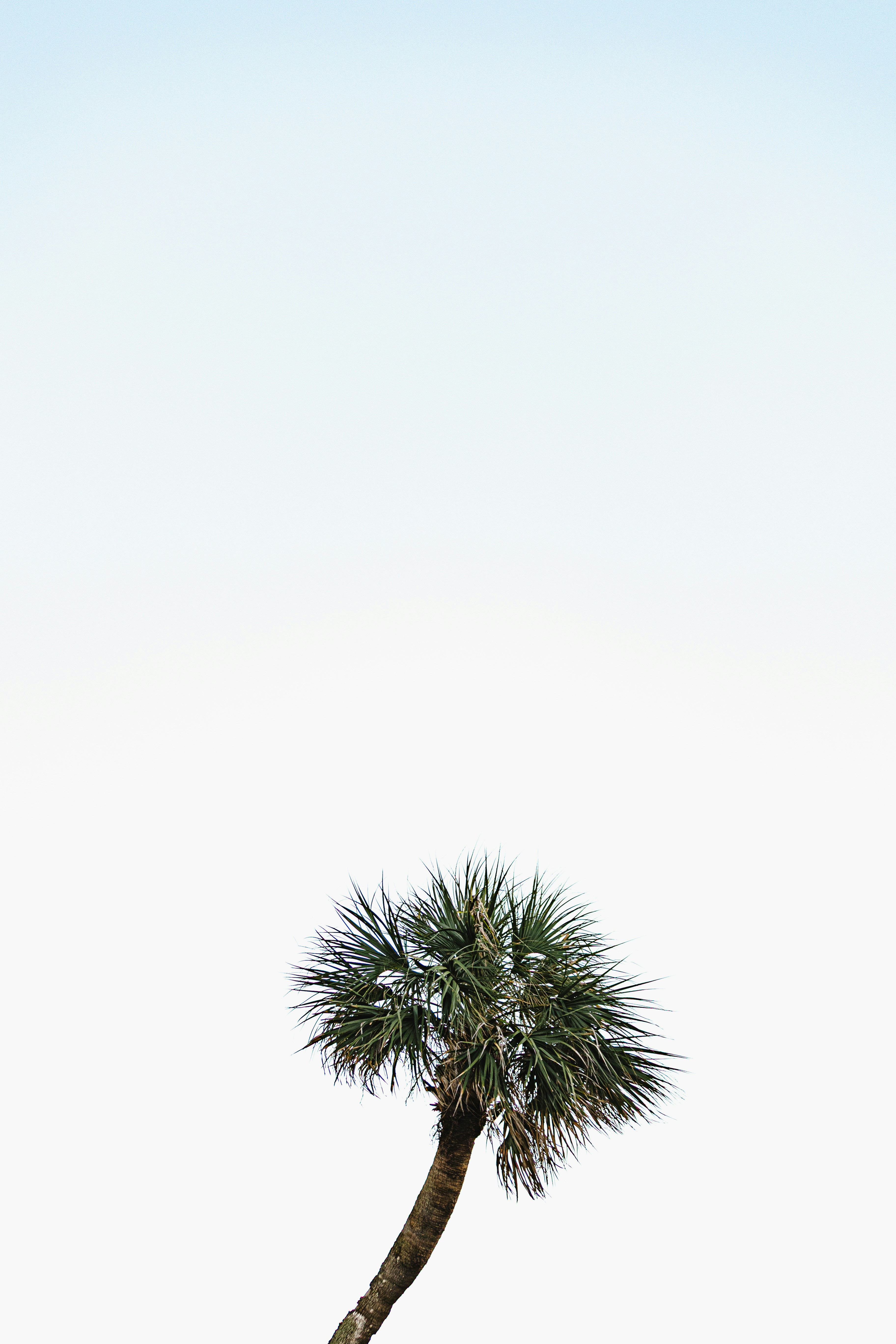 A single palm tree against a bright sky