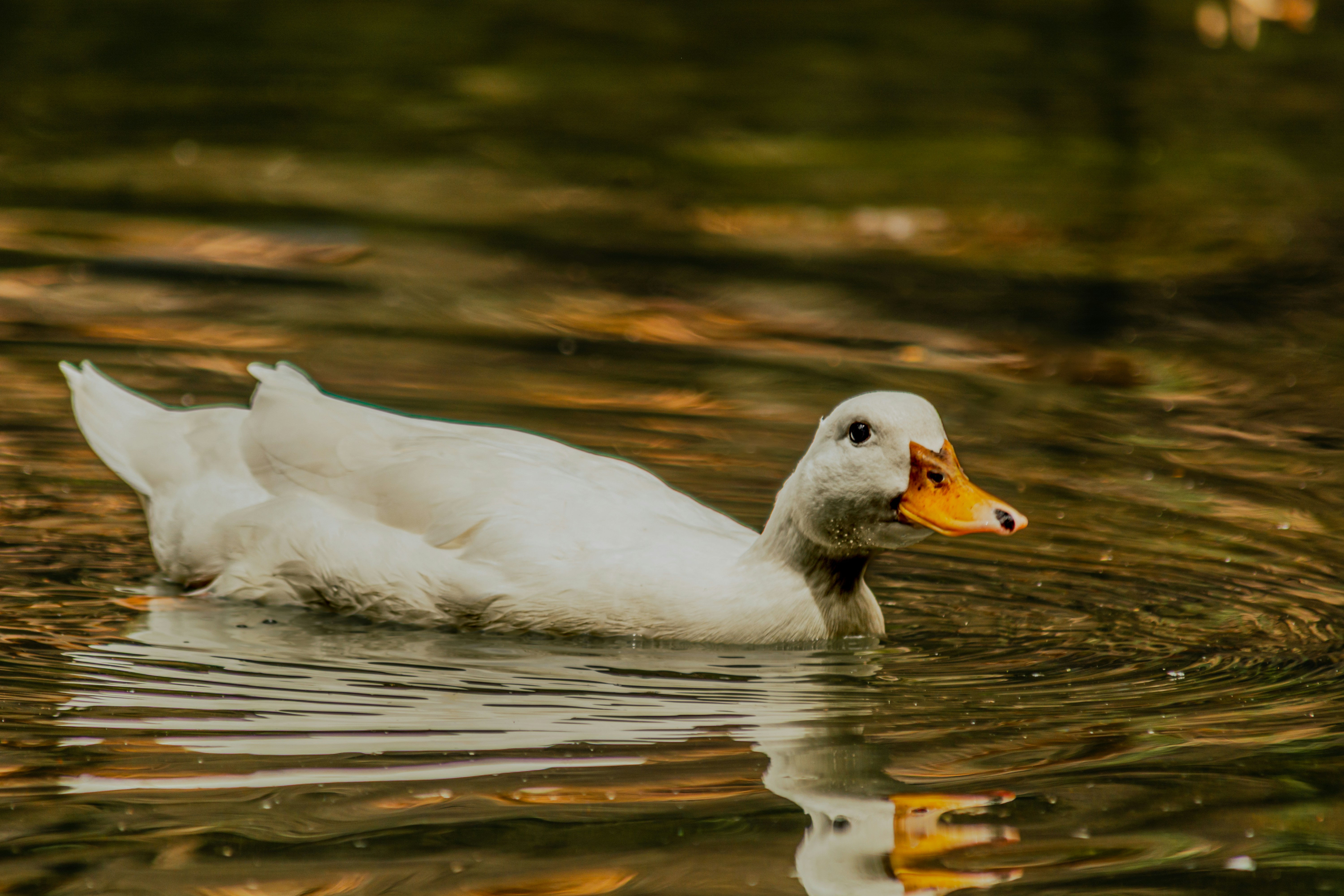 Photo by arptrastogi