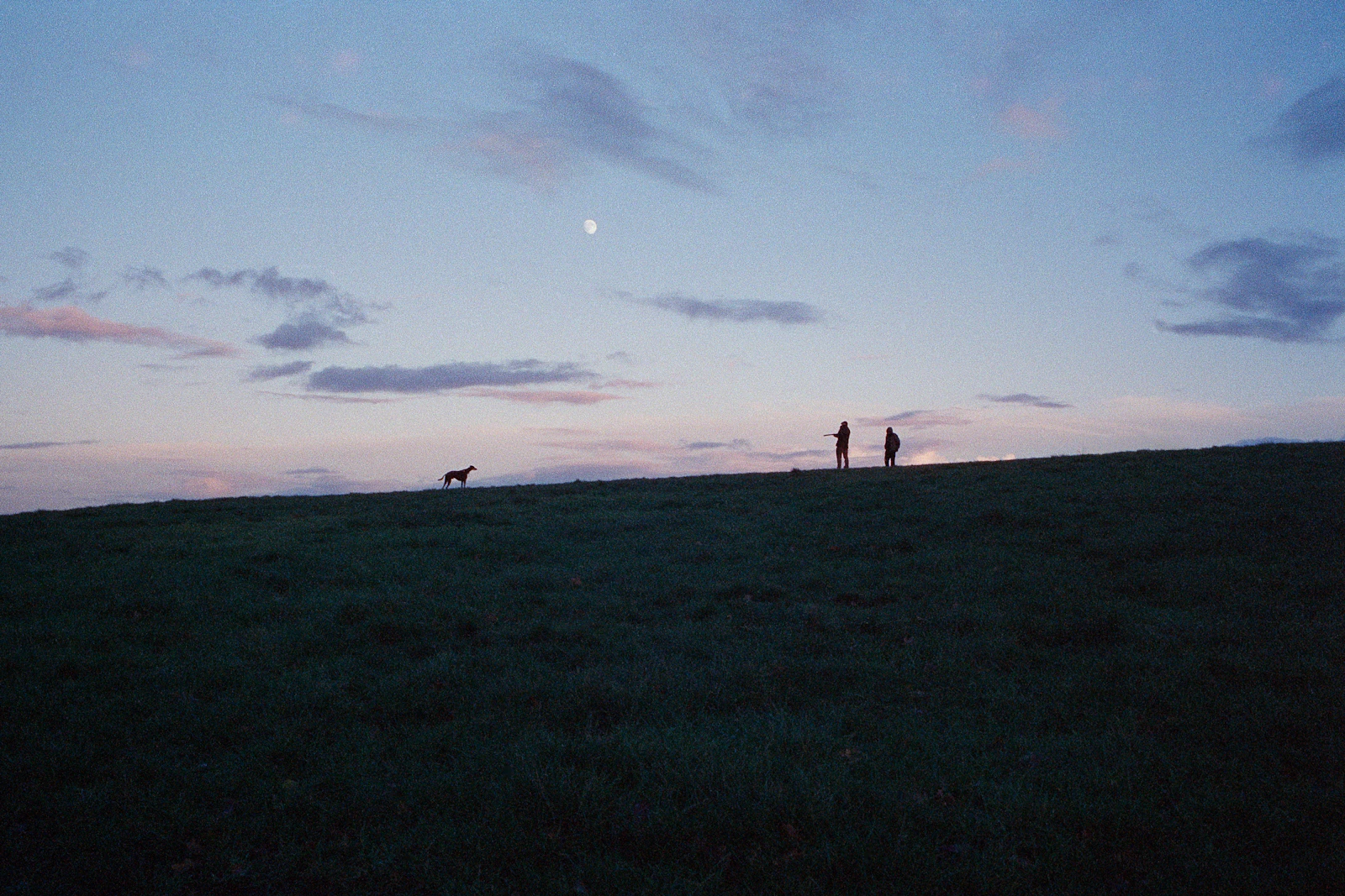 Perro paseando por el campo al anochecer