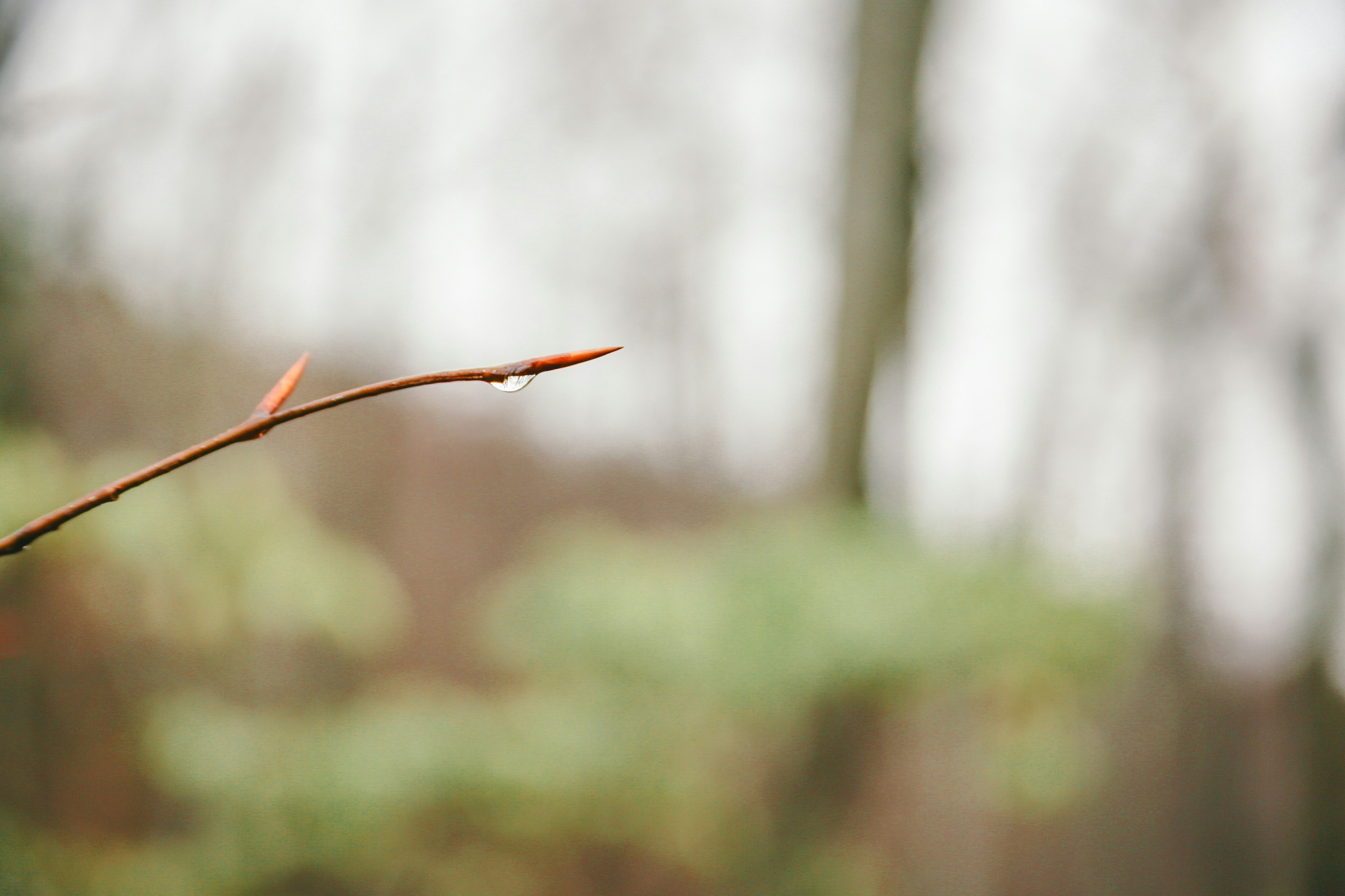 Ein einzelner Tautropfen auf einem dünnen Ast.