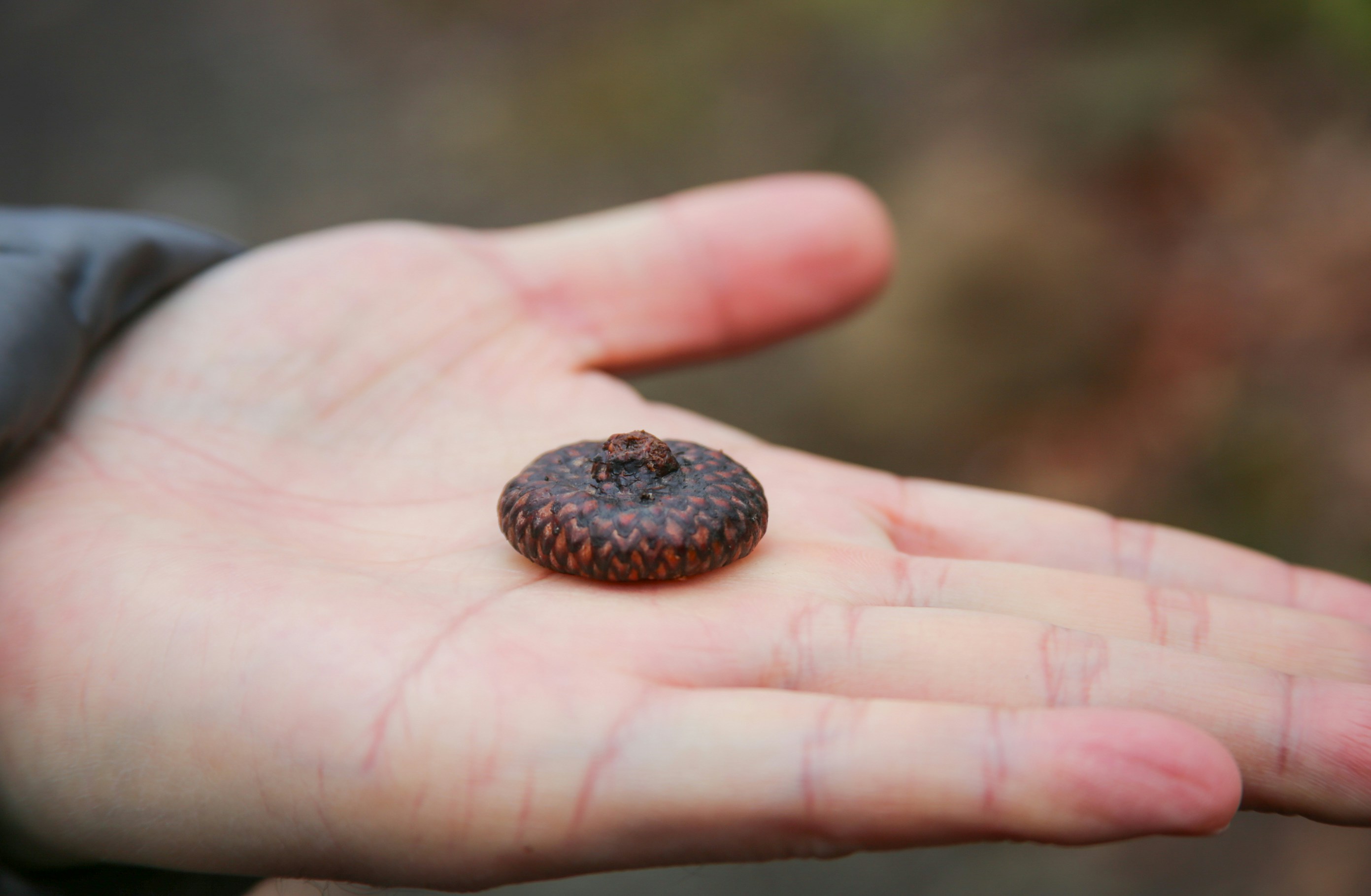 A small acorn rests on an open palm.