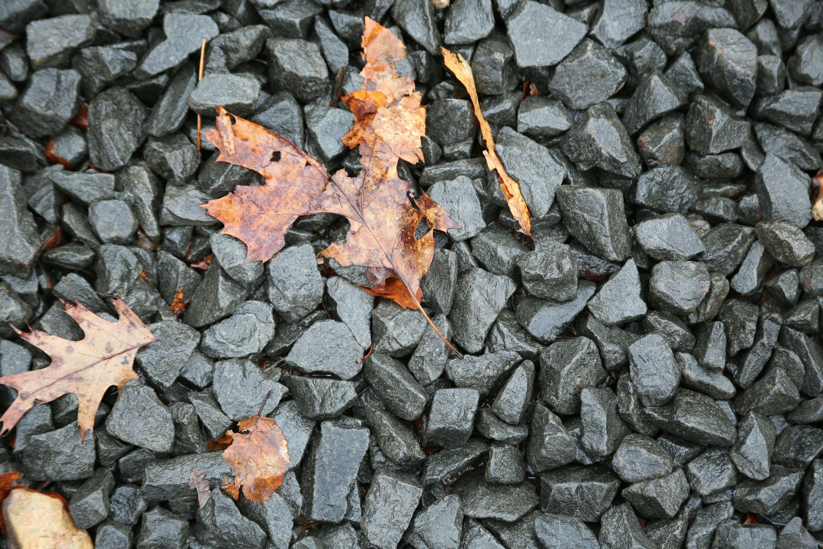 Trockene Blätter verstreut auf nassem, dunklem Kies