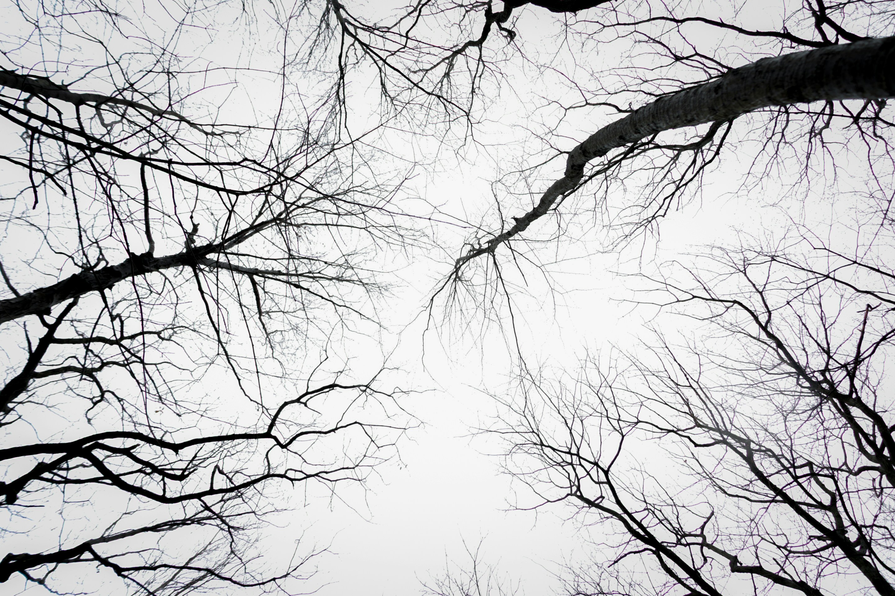 Branches d’arbres nues contre un ciel nuageux