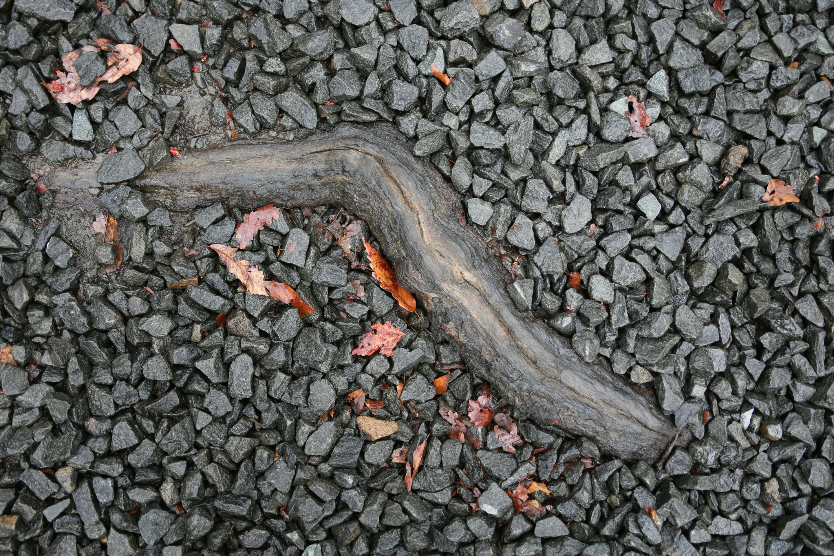 Eine dunkle, verdrehte Wurzel liegt auf dunklem Kies.