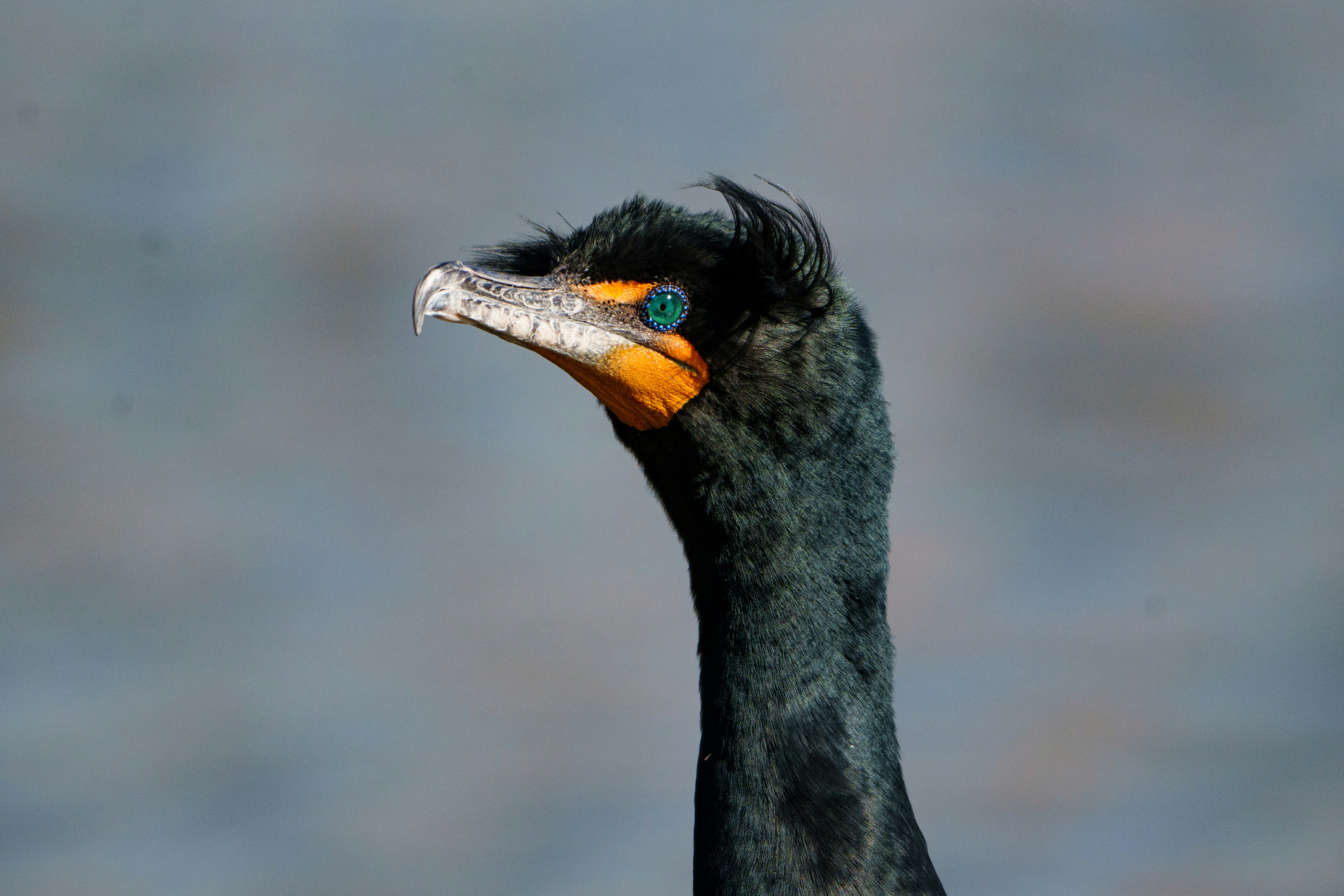 Photo by sizzle_king