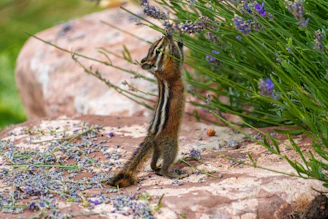 A chipmunk stands on hind legs near lavender flowers.