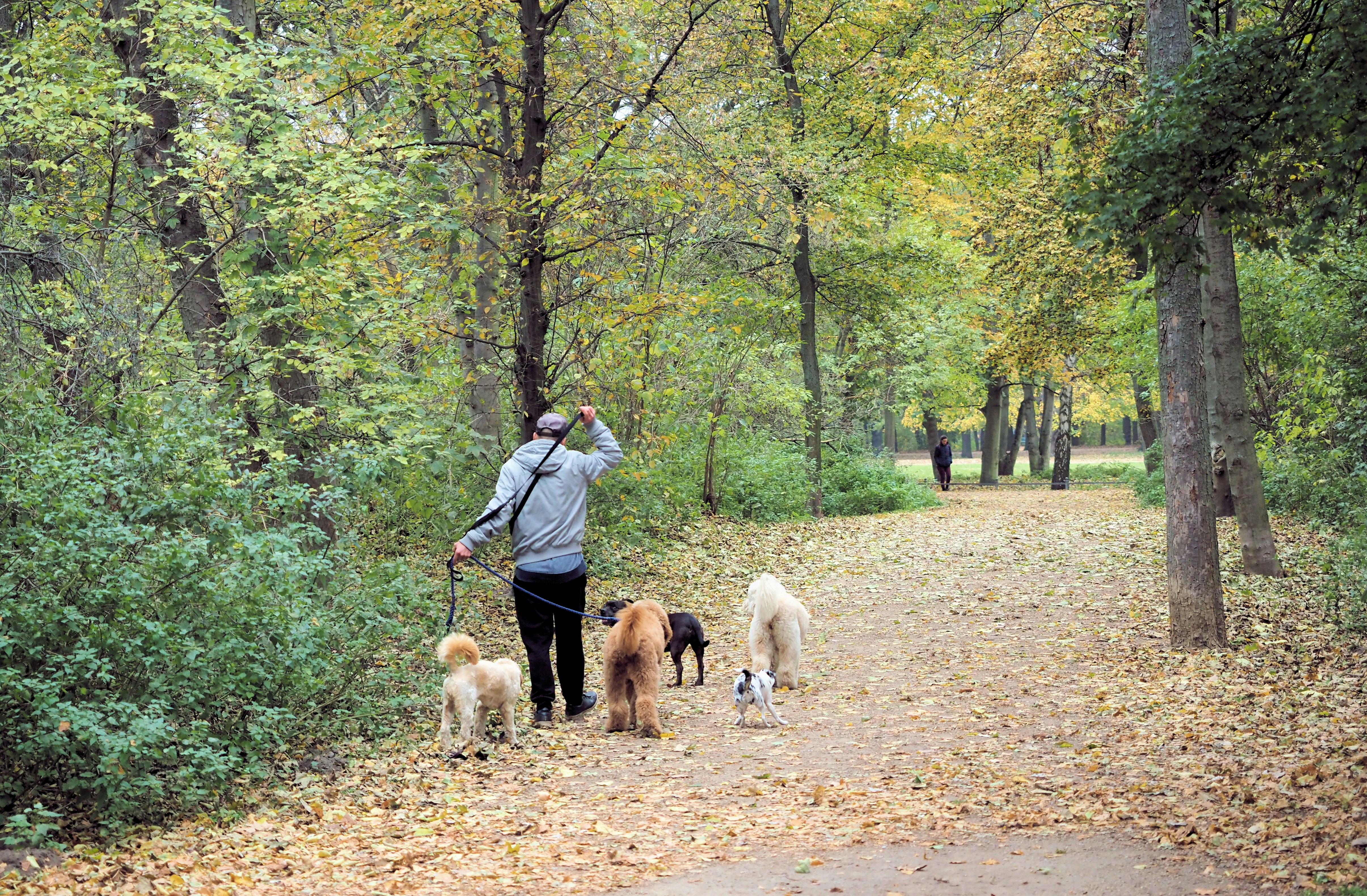 Person walking several dogs on a leaf-covered path.