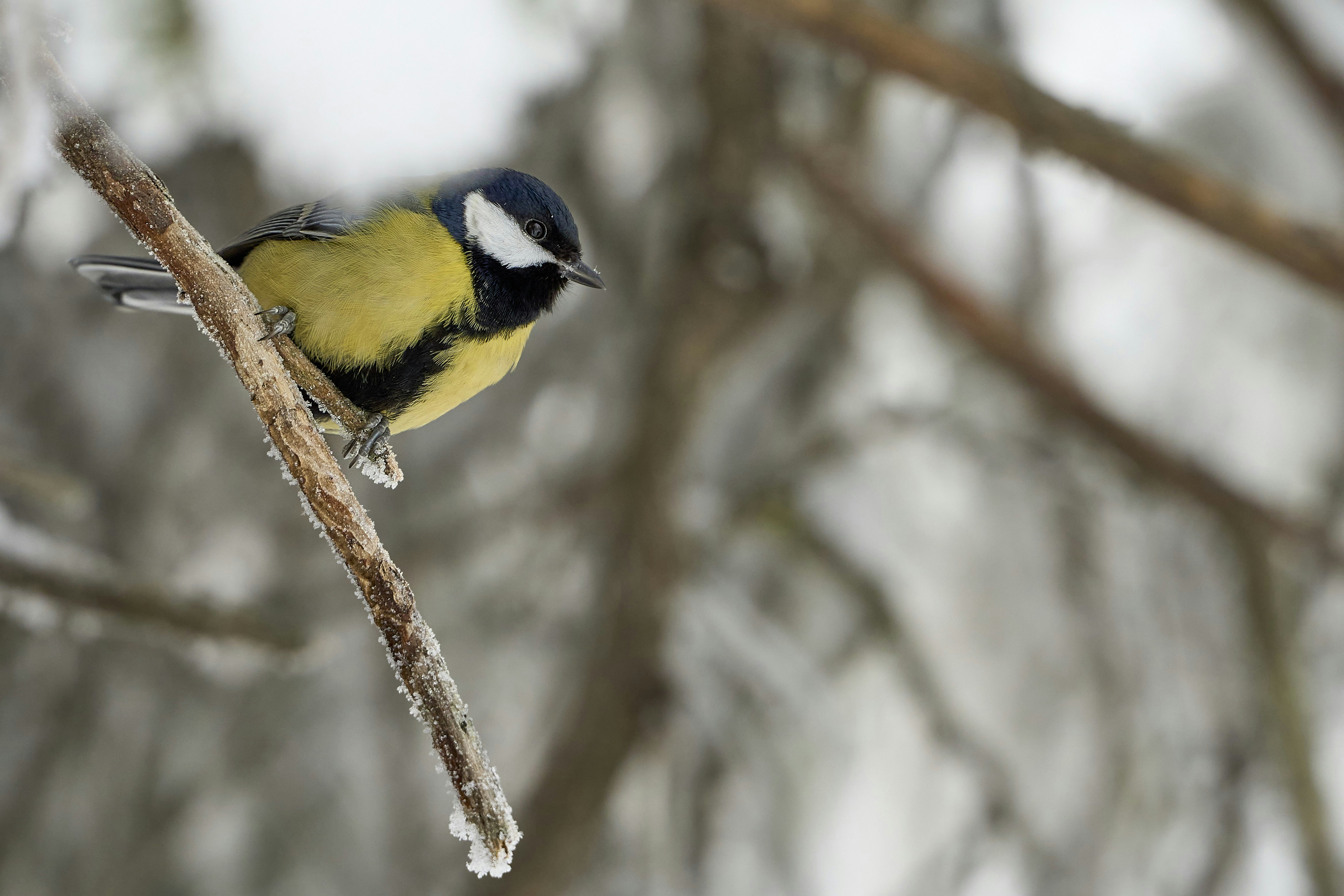 Photo by wolfgang_hasselmann