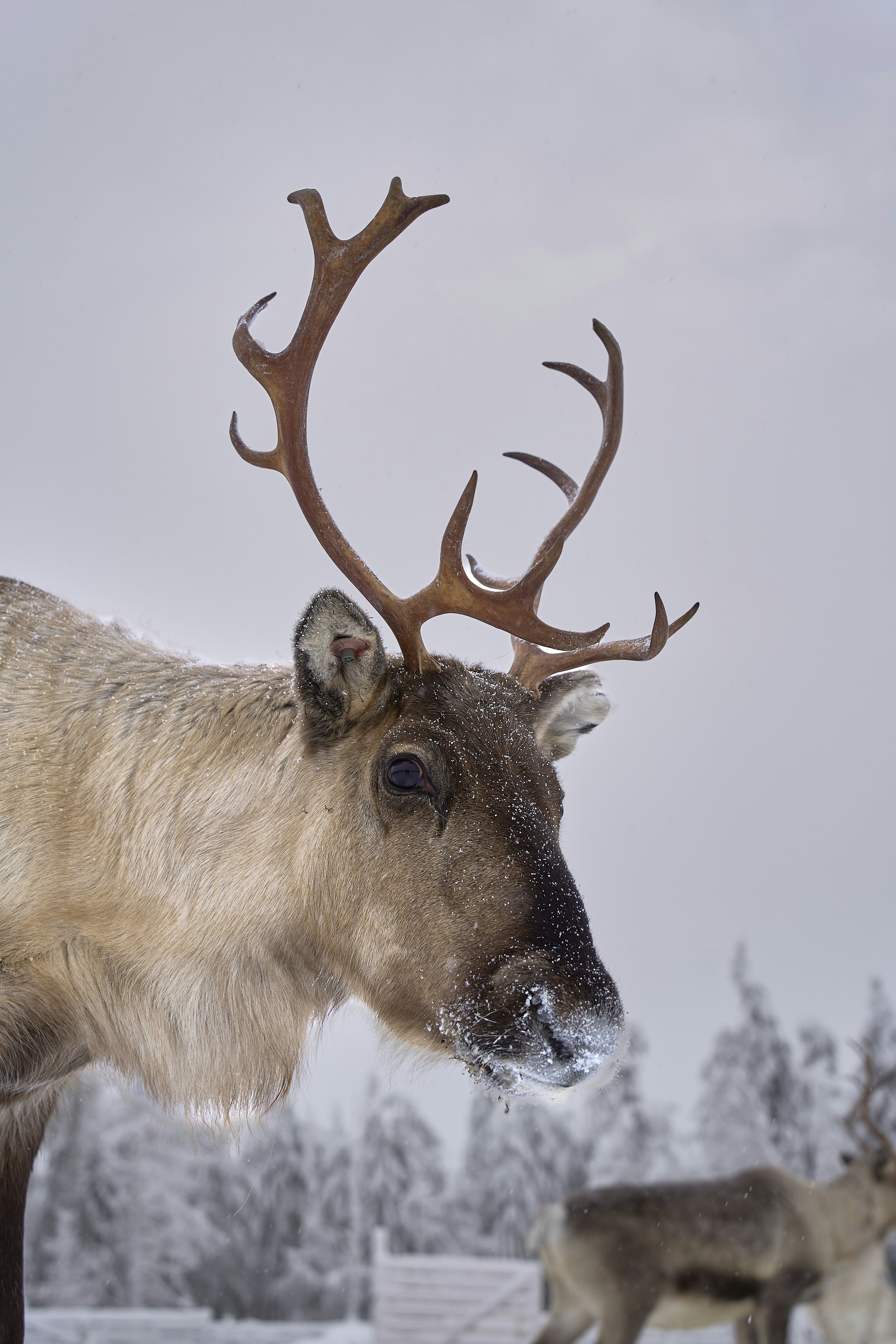 Photo by wolfgang_hasselmann