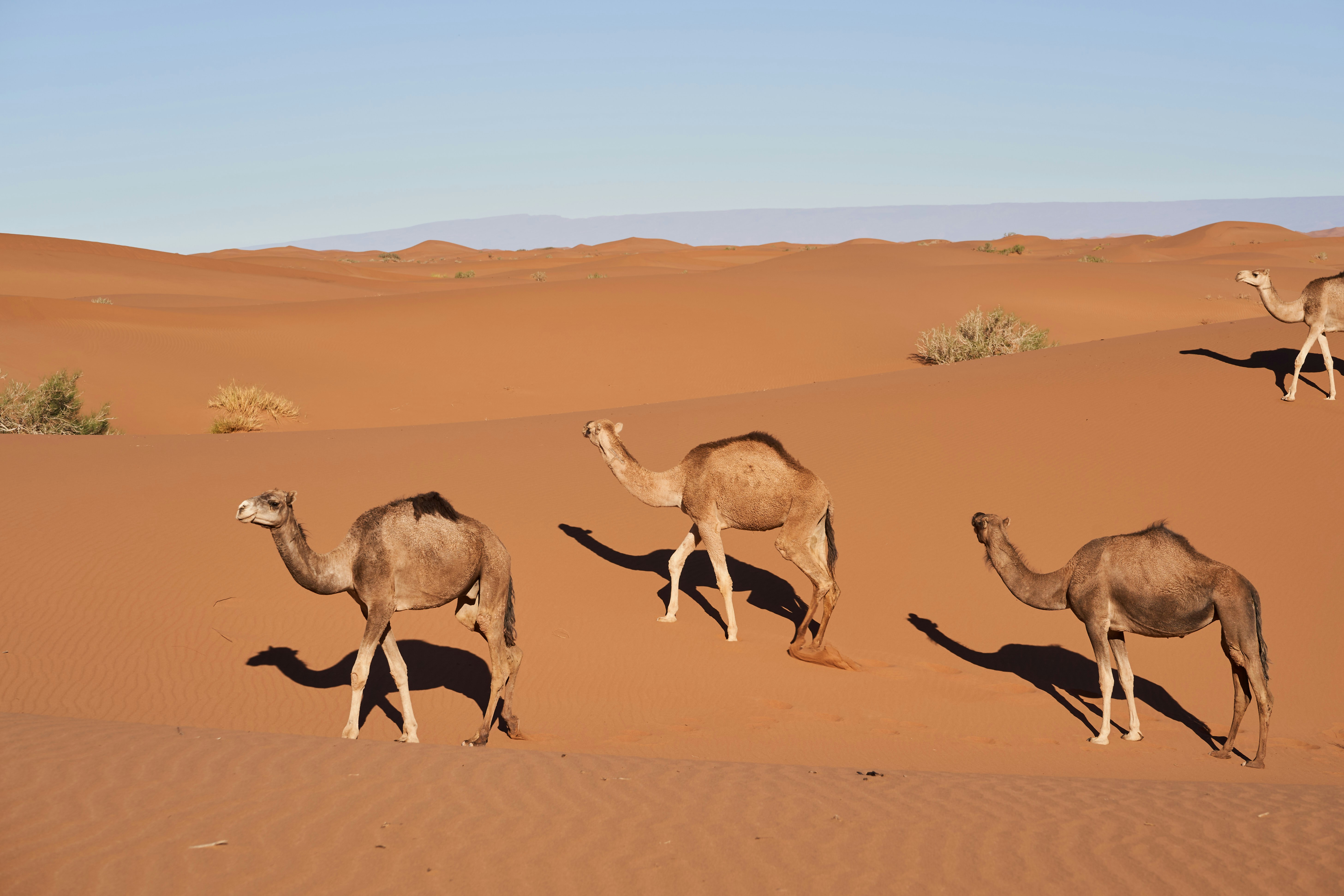 Photo by wolfgang_hasselmann