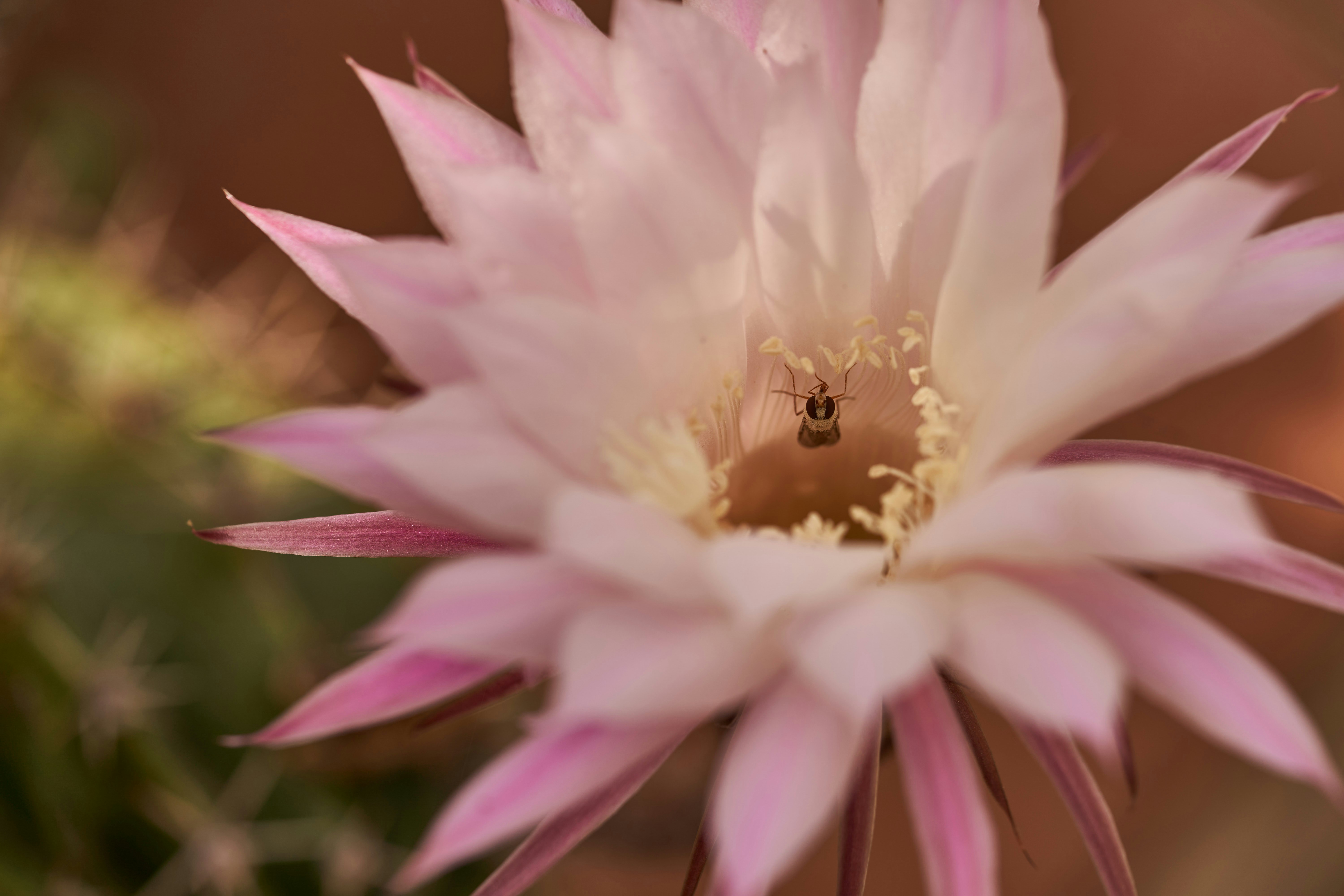 Photo by wolfgang_hasselmann