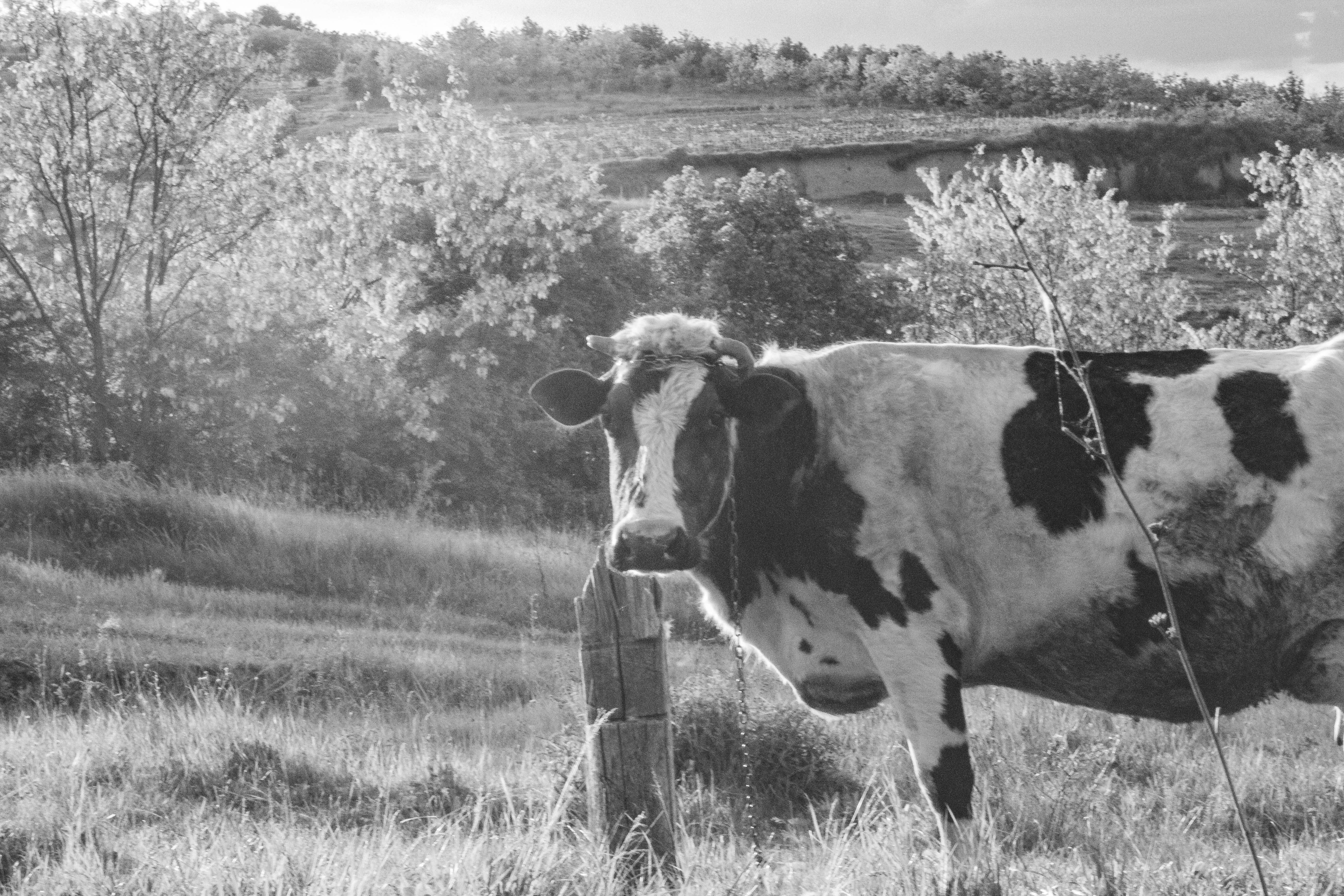 Eine schwarz-weiße Kuh steht auf einem sonnigen Feld.