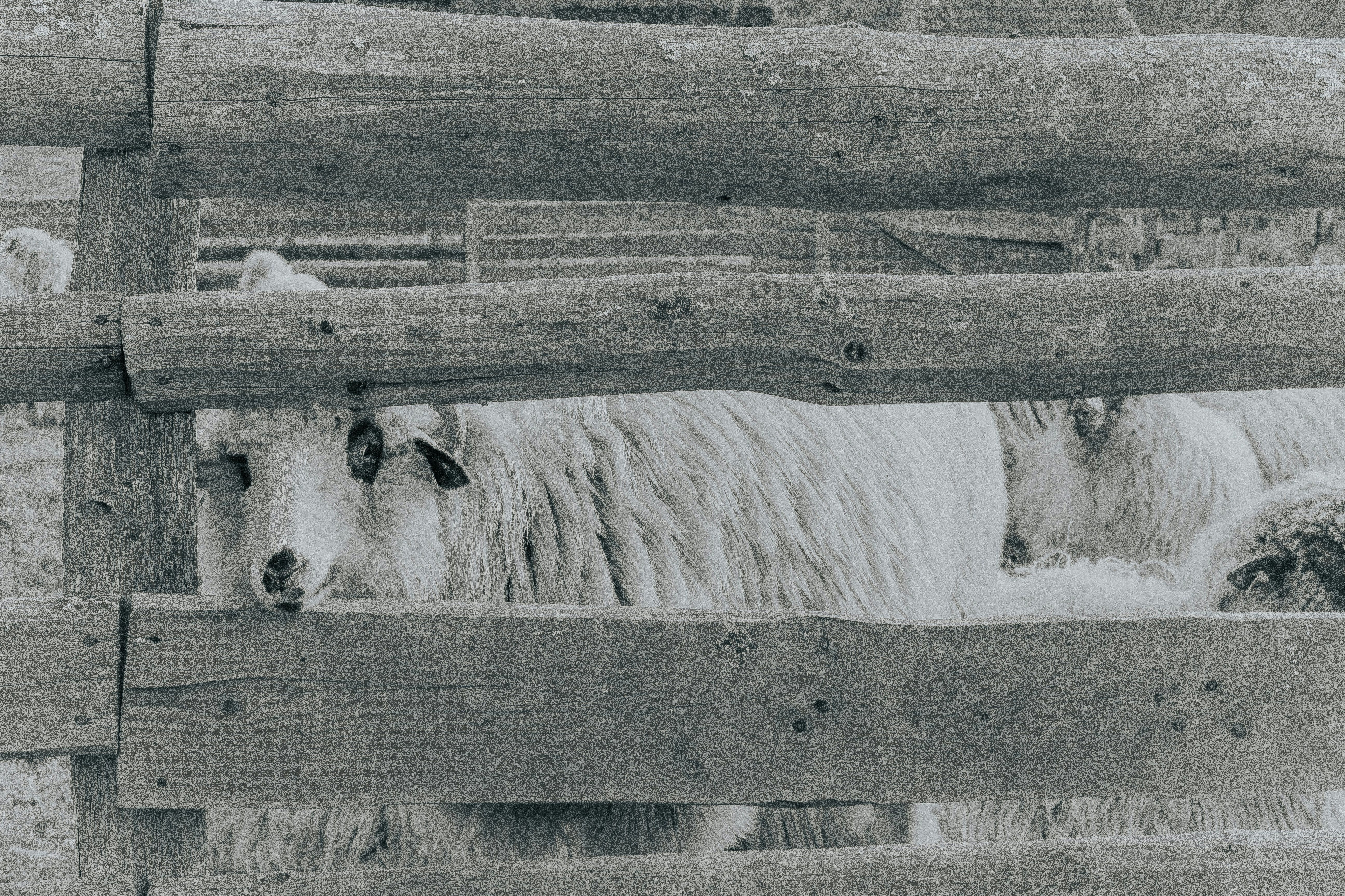 Ein Schaf lugt durch einen Holzzaun