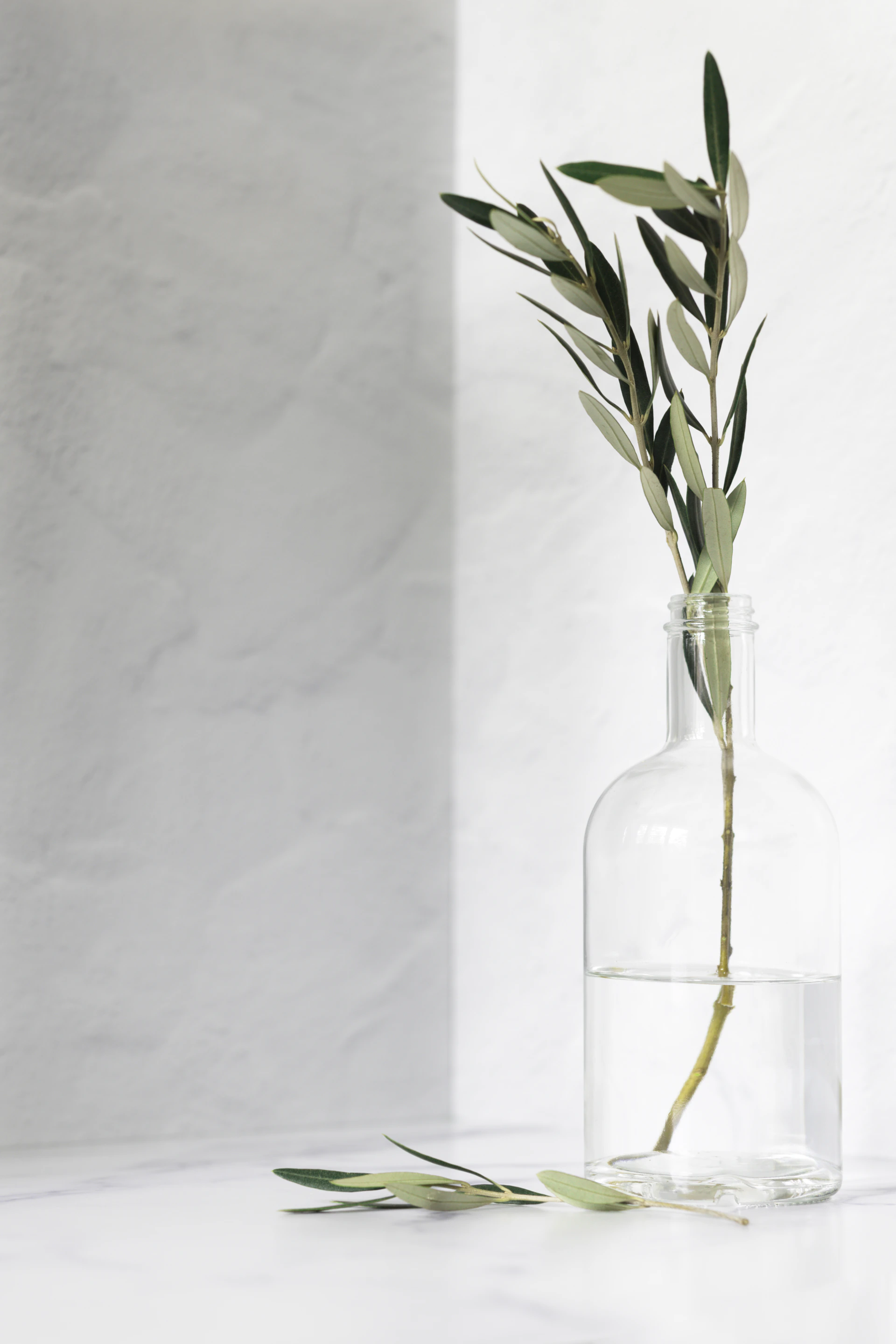 Olive branch in a clear glass bottle with water.
