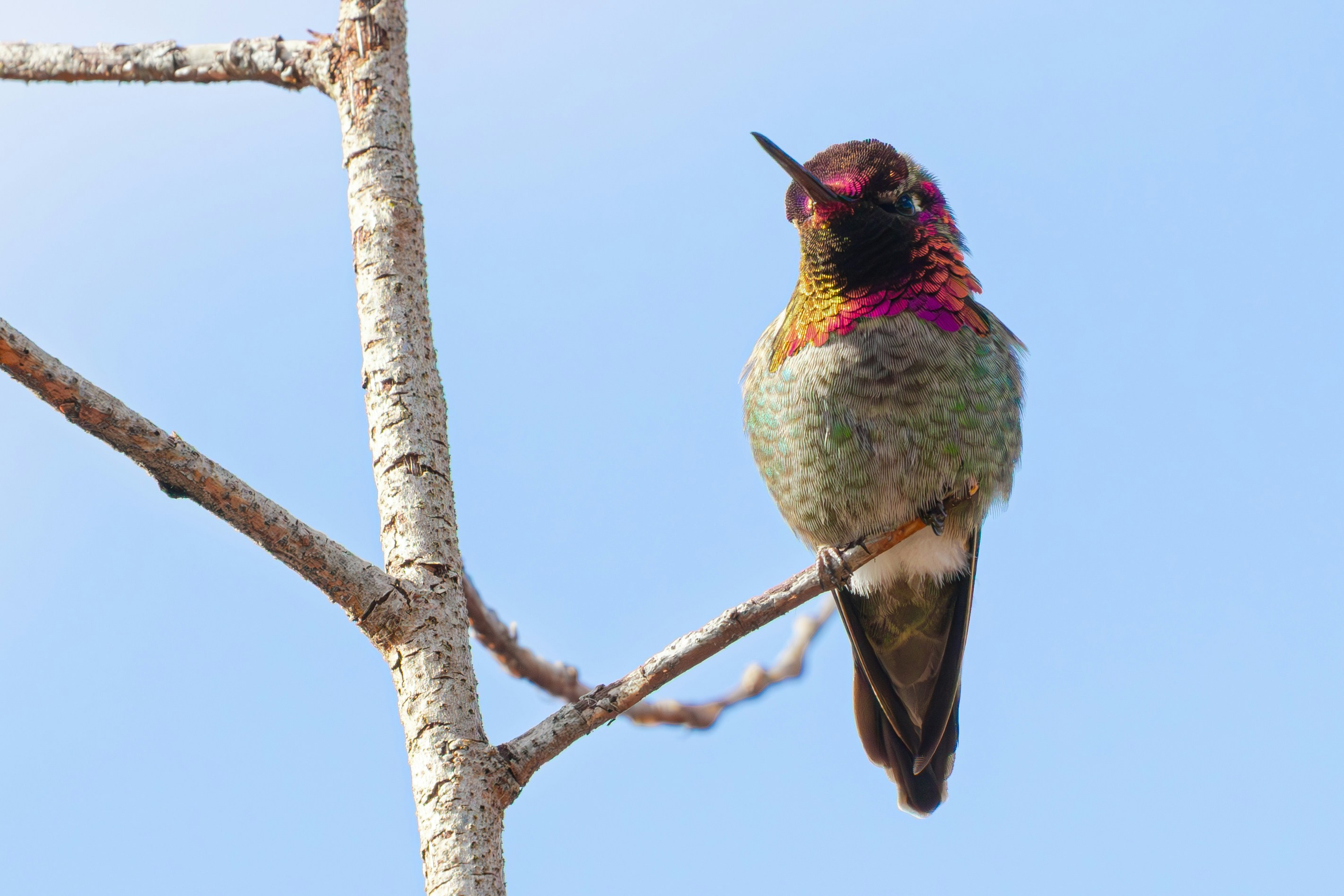 Hummingbird perched on a bare tree branch