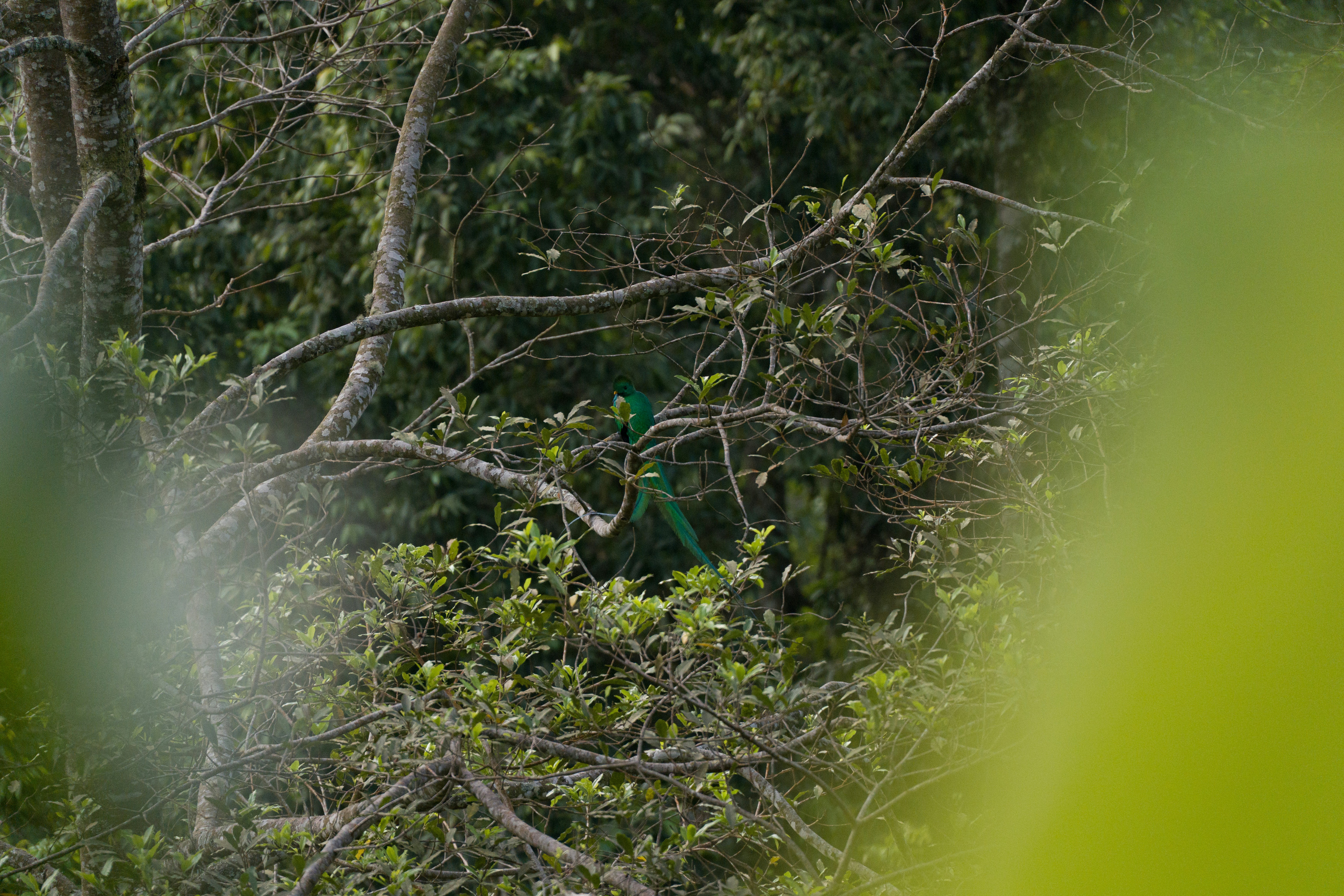 Pájaro verde posado en una rama de árbol