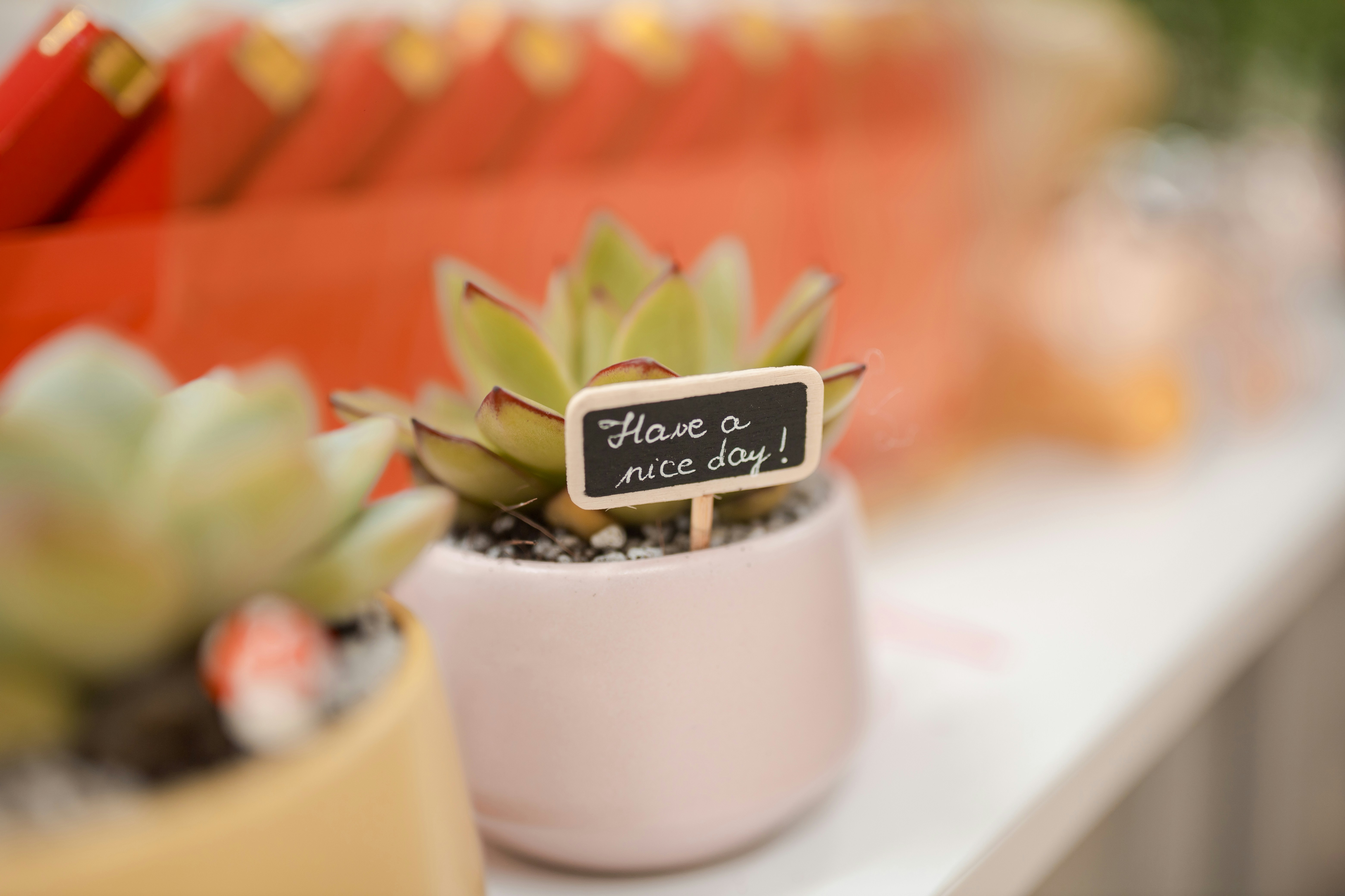 Succulent plant with 'have a nice day!' sign.