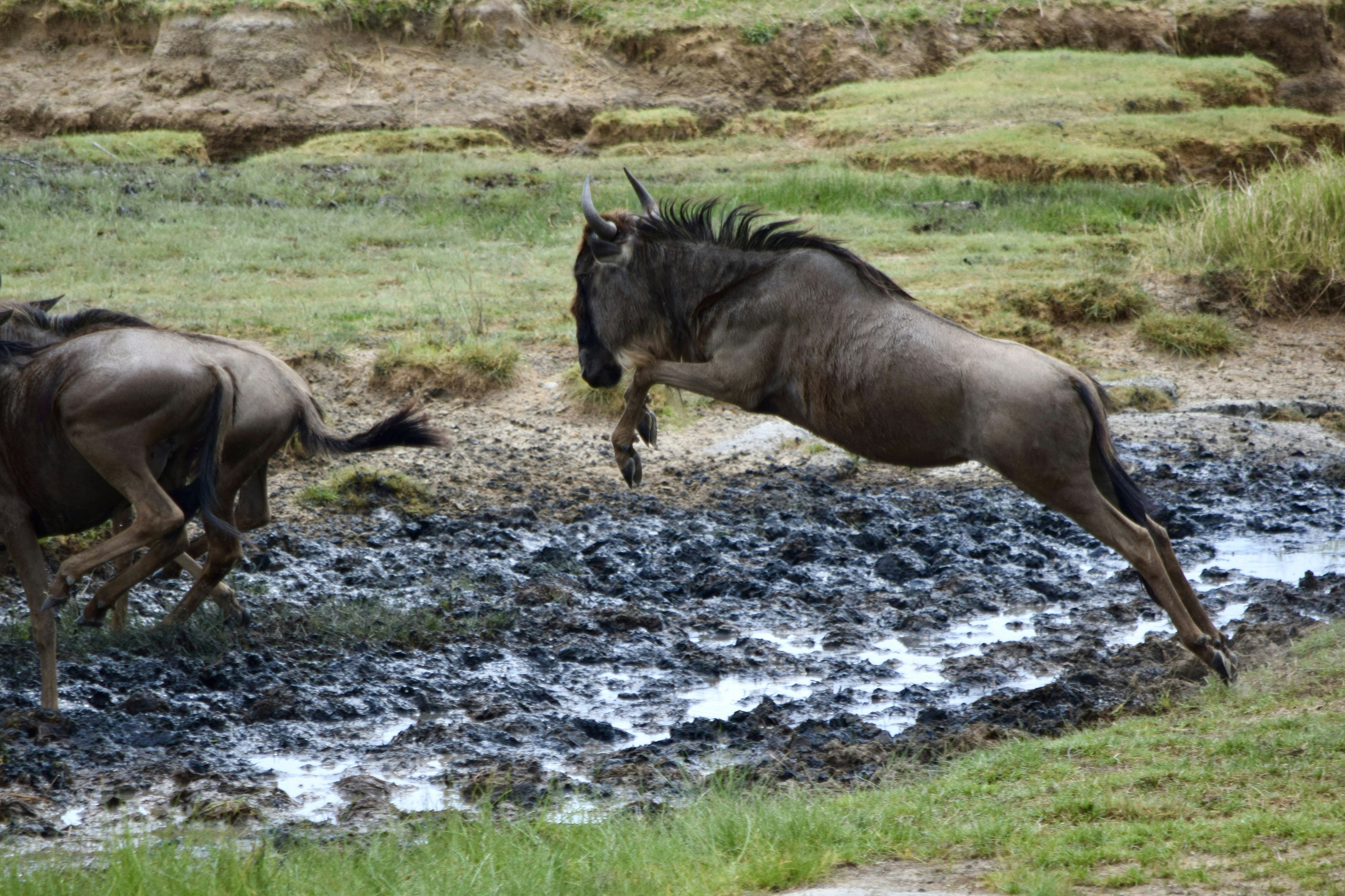 Wildebeest leaping across muddy ground on the northern Serengeti plains during a river crossing