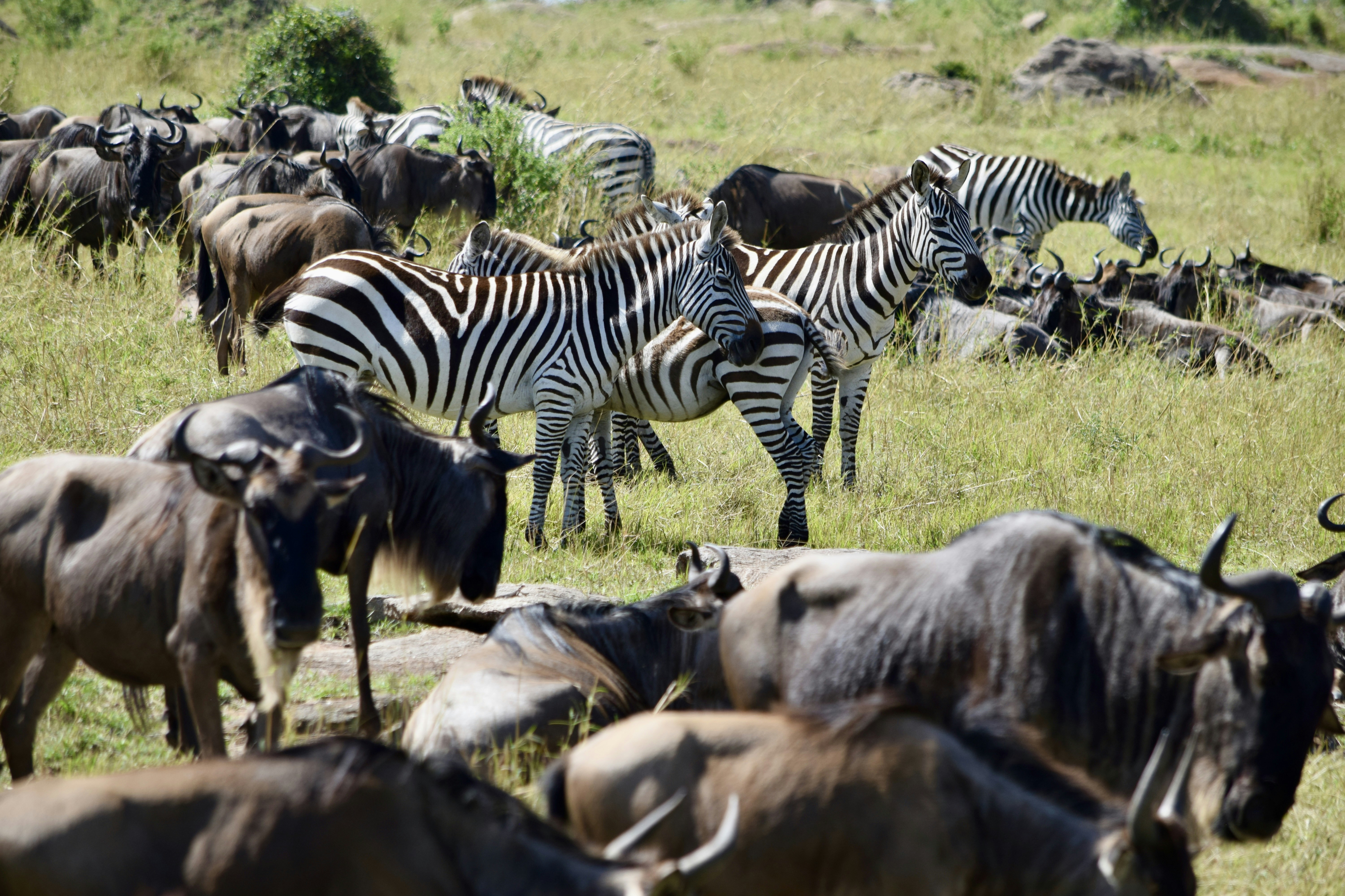Wildebeest massing near the Grumeti — the build-up is on.