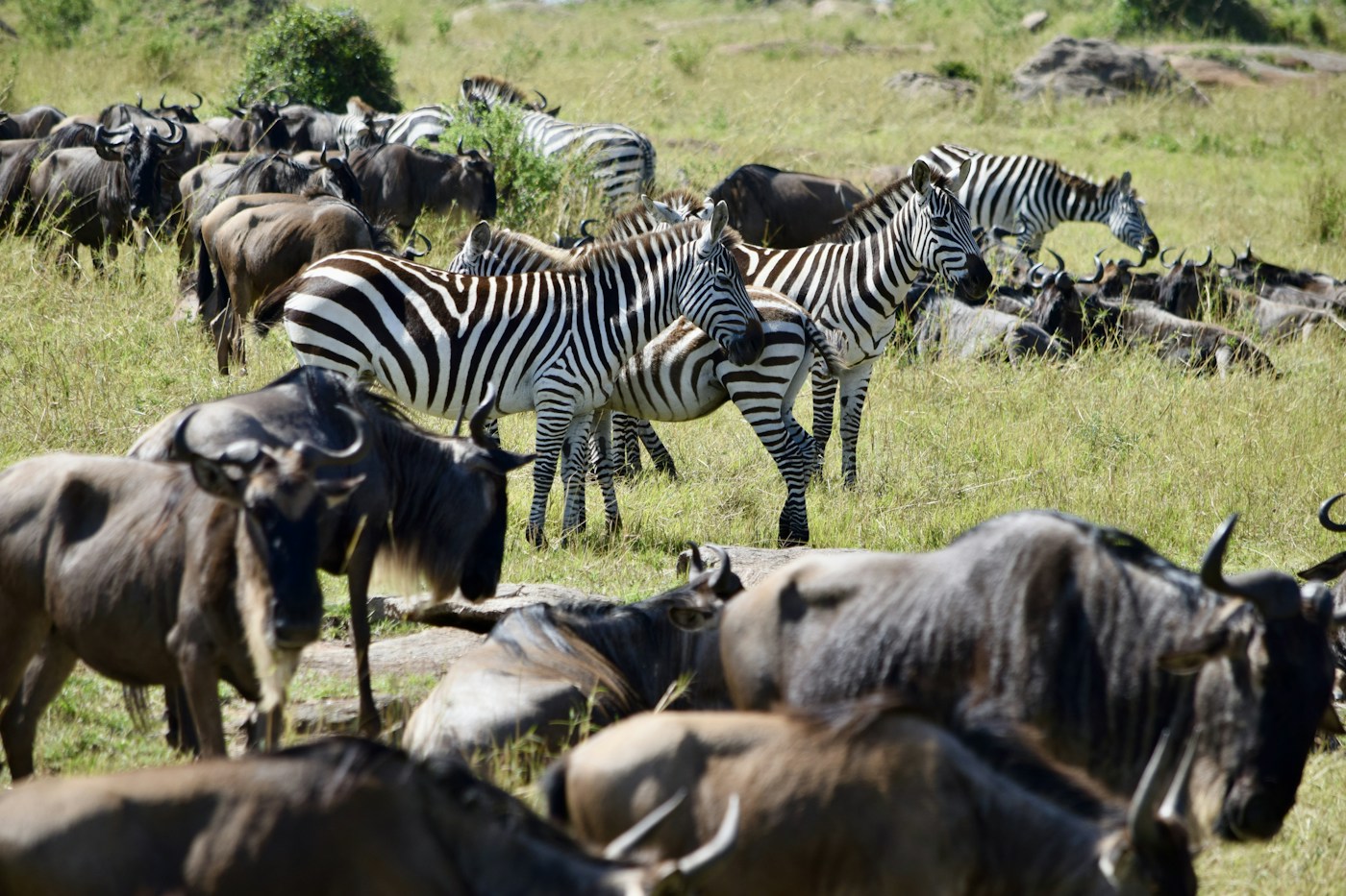 Morning grazing on the short grass plains