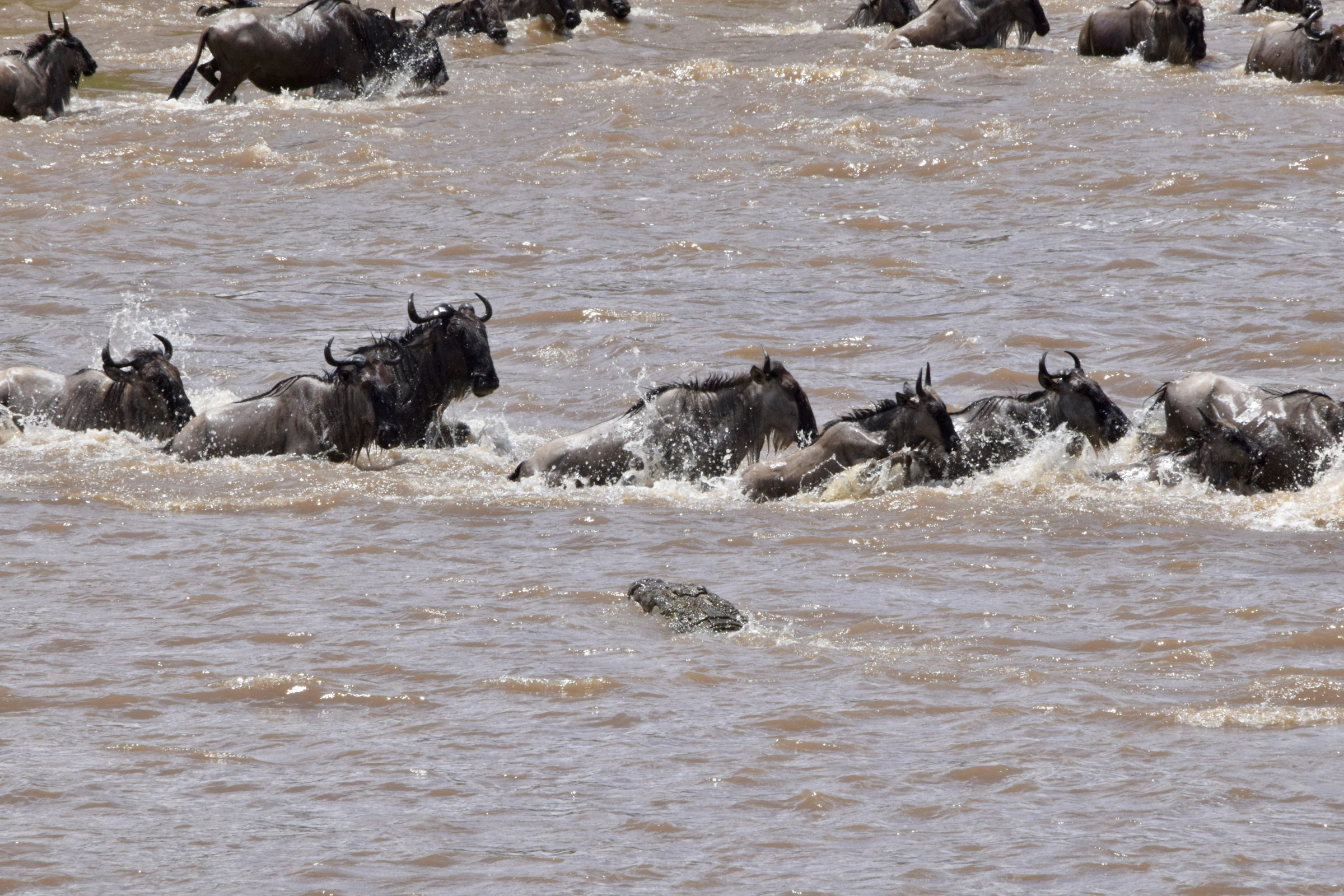 Maasai Mara, Kenya