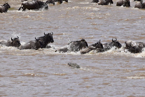 Serengeti Migration River Crossing Tanzania