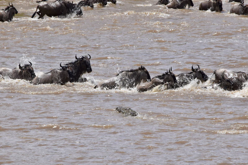 Wildebeest Great Migration River Crossing with Crocodile Serengeti