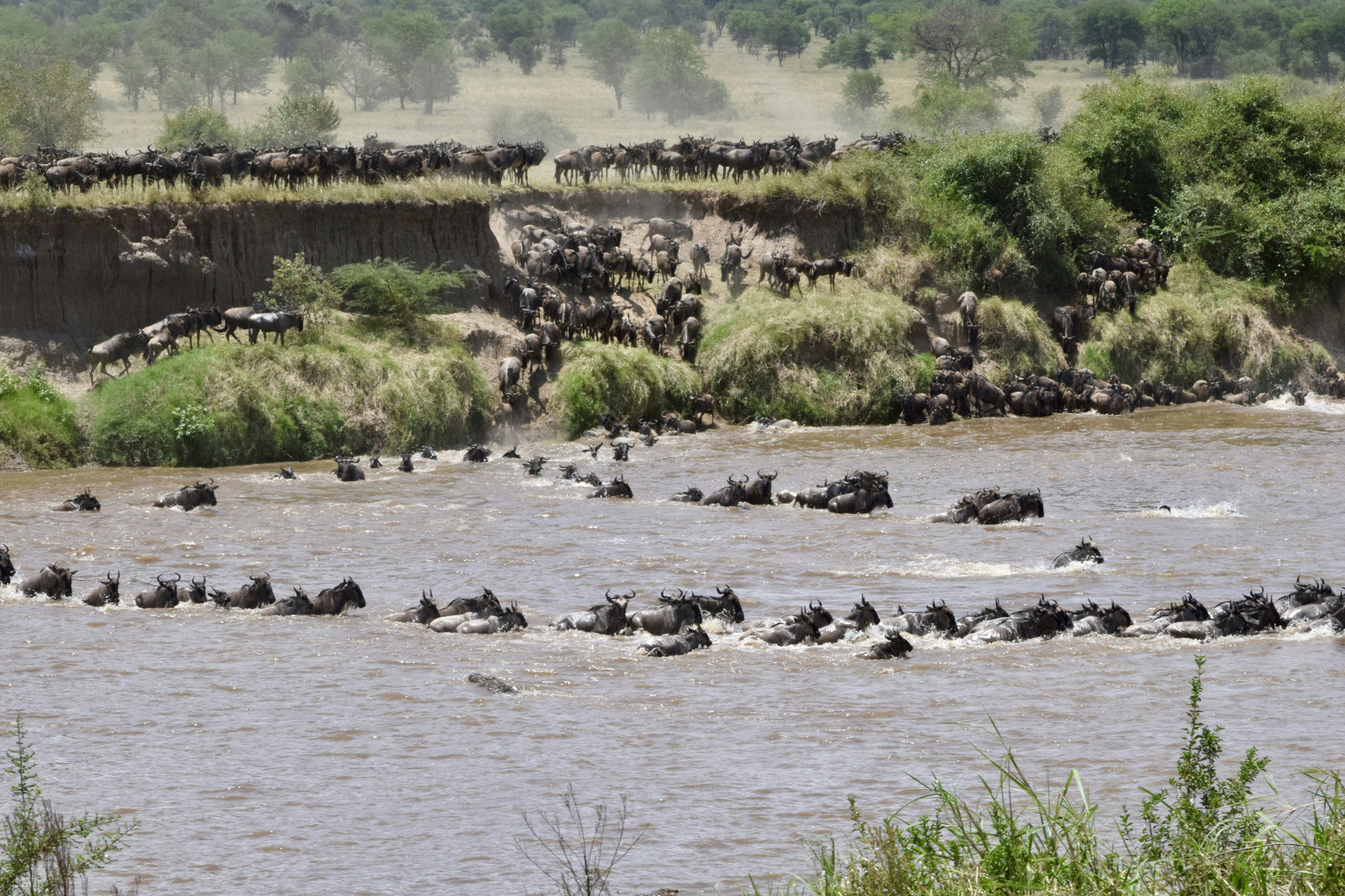 Große Migration Safari