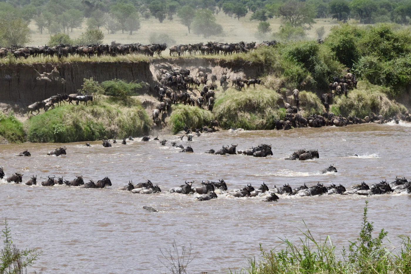 The herd committing to a wide river crossing, the migration's largest stage