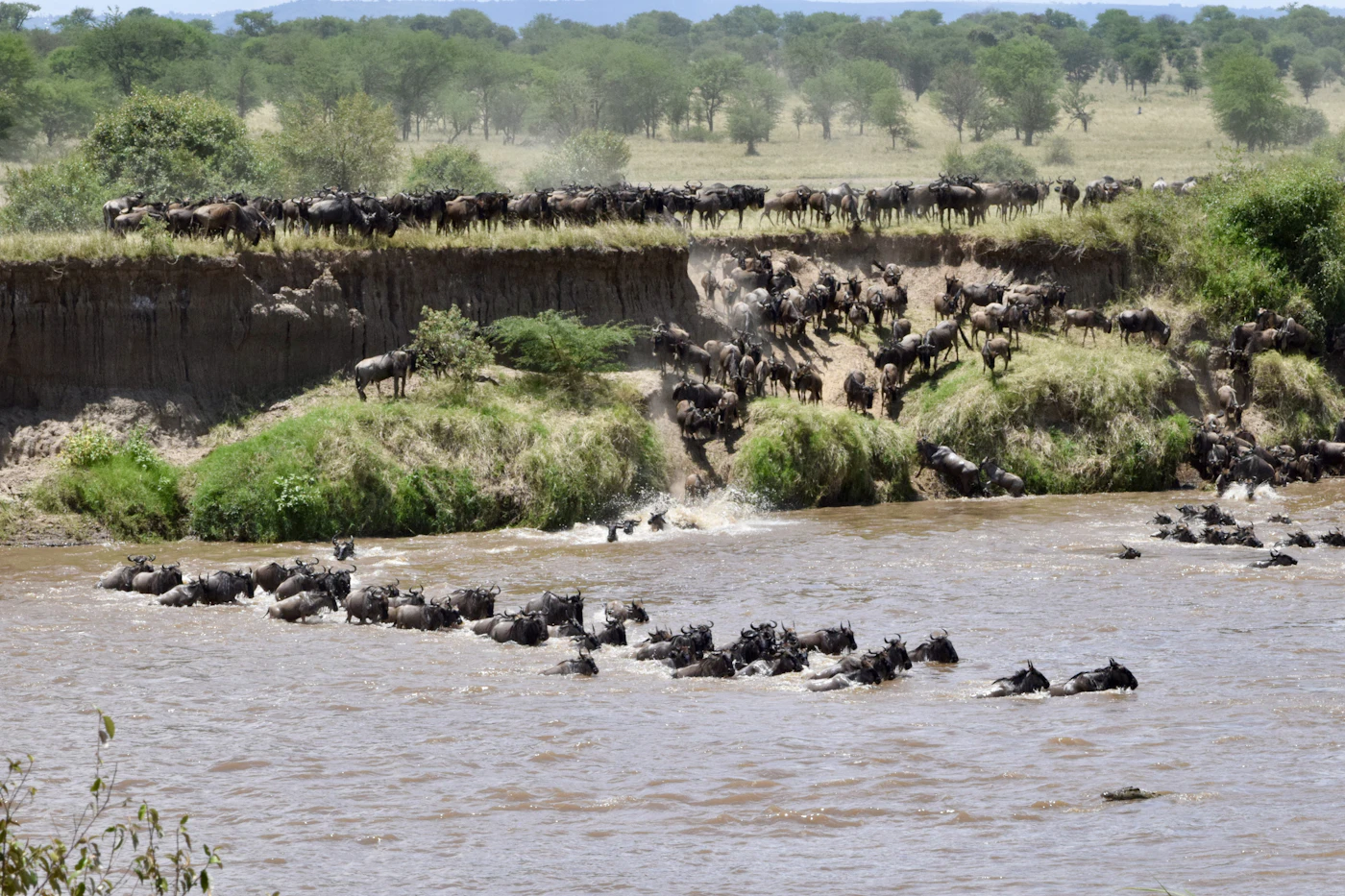 Great Migration Safaris