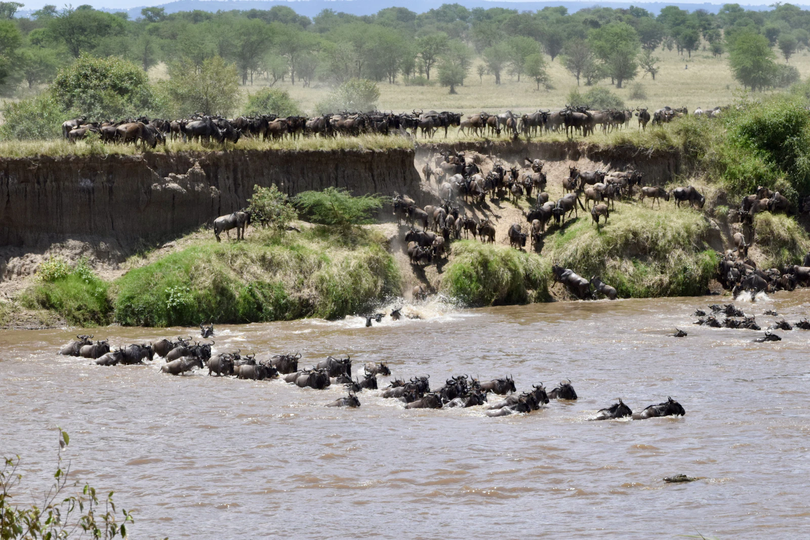 The Great Migration