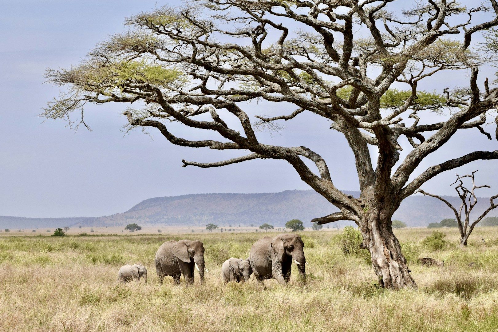 Tanzania Adventure Guide