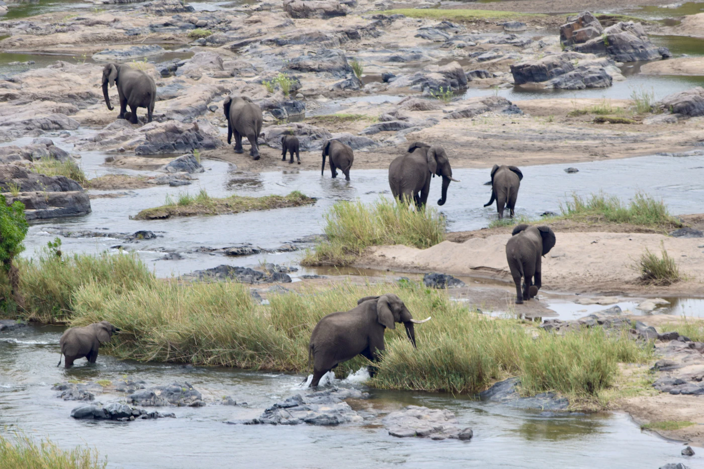 A herd crossing a rocky riverbed, the migration's rhythm never quite predictable
